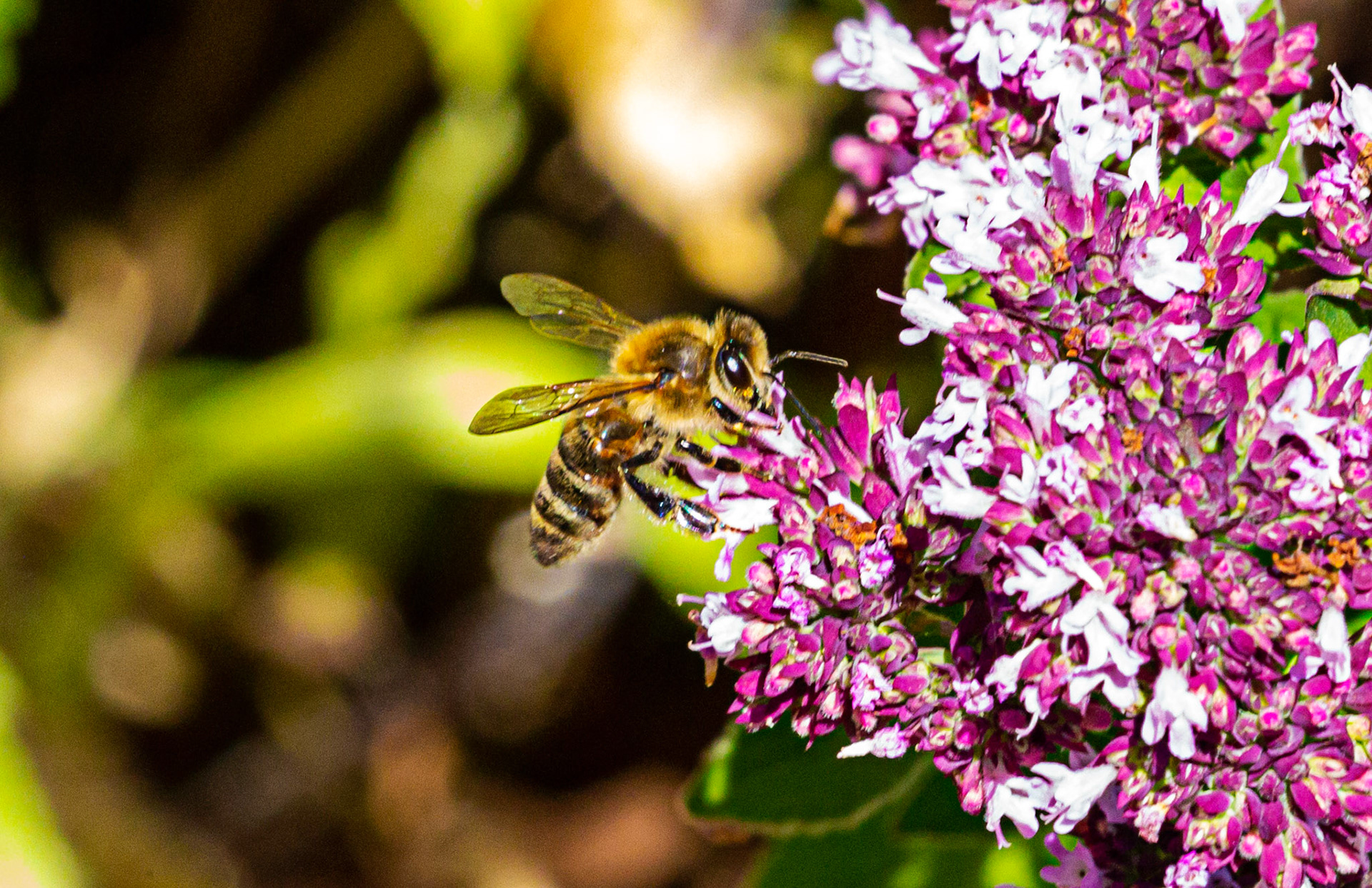 Mottistone IOW 16 July 2022