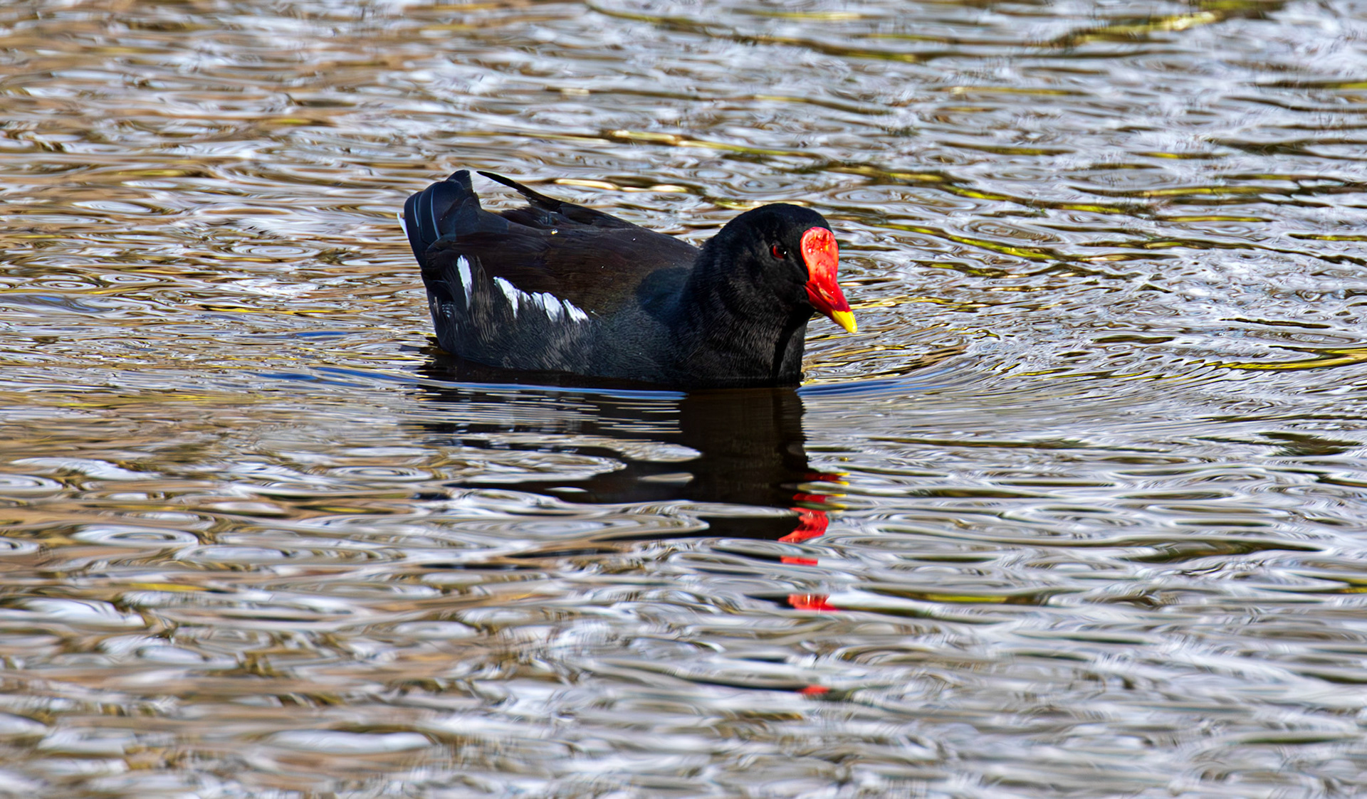 Moorhen, Maxwell Park, Glasgow - 24 Feb 2025