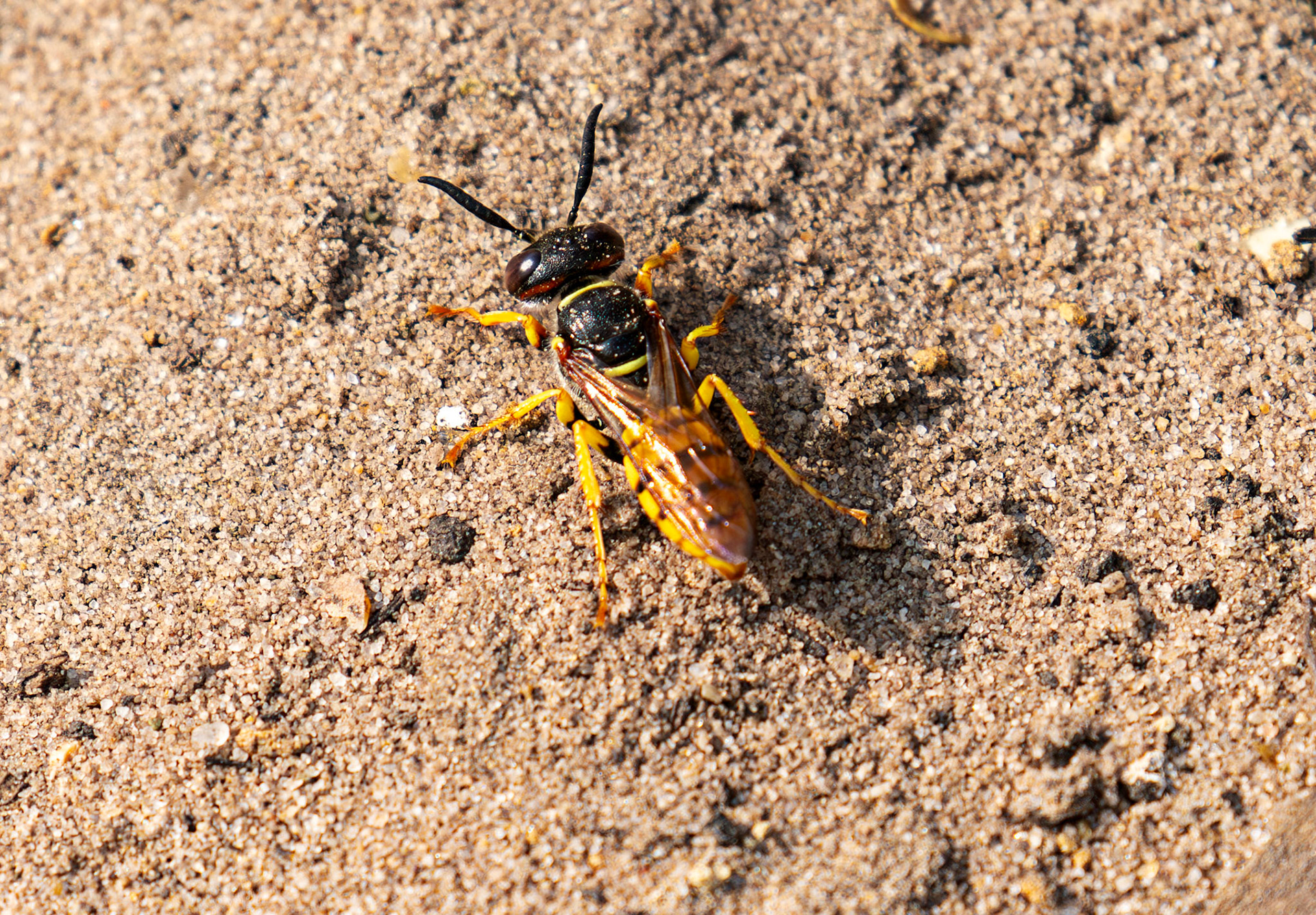 The European beewolf (Philanthus triangulum) Slough 05 August 2025