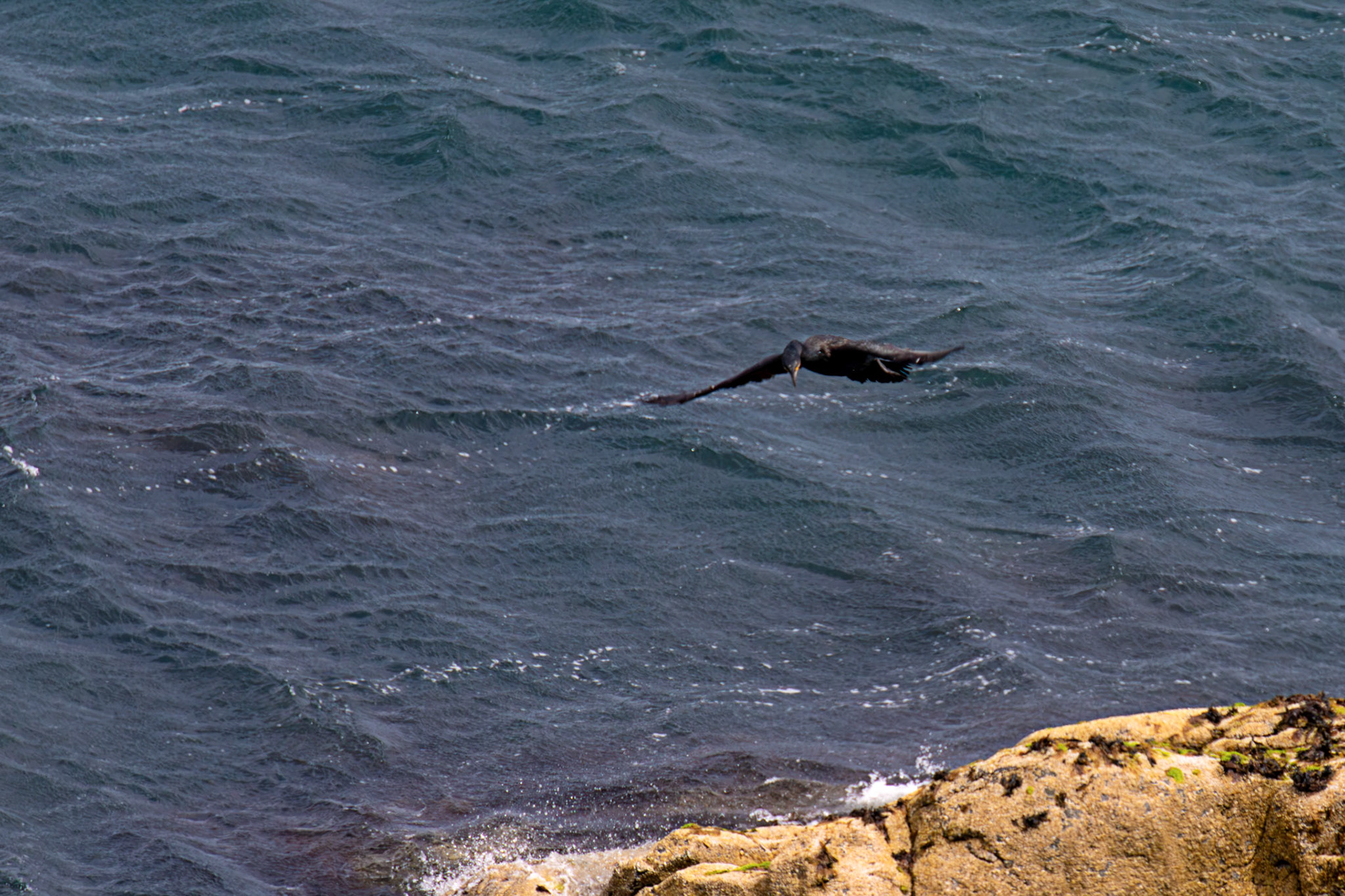 Atlantic Great Cormorant flying and landing at Tantallon Castle 04 July 2026