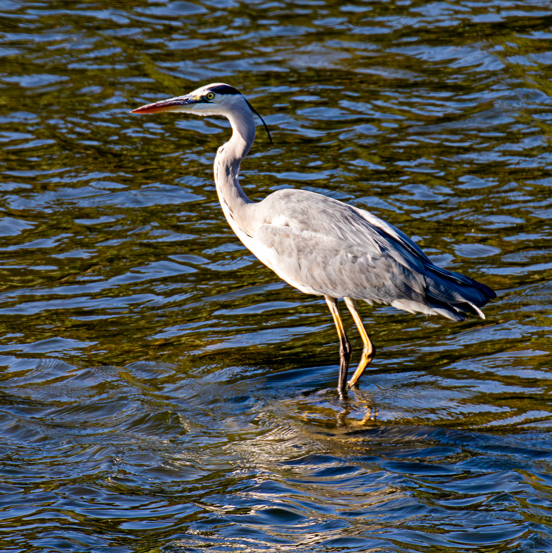 Grey Heron - Douro cruise 21 August 2026