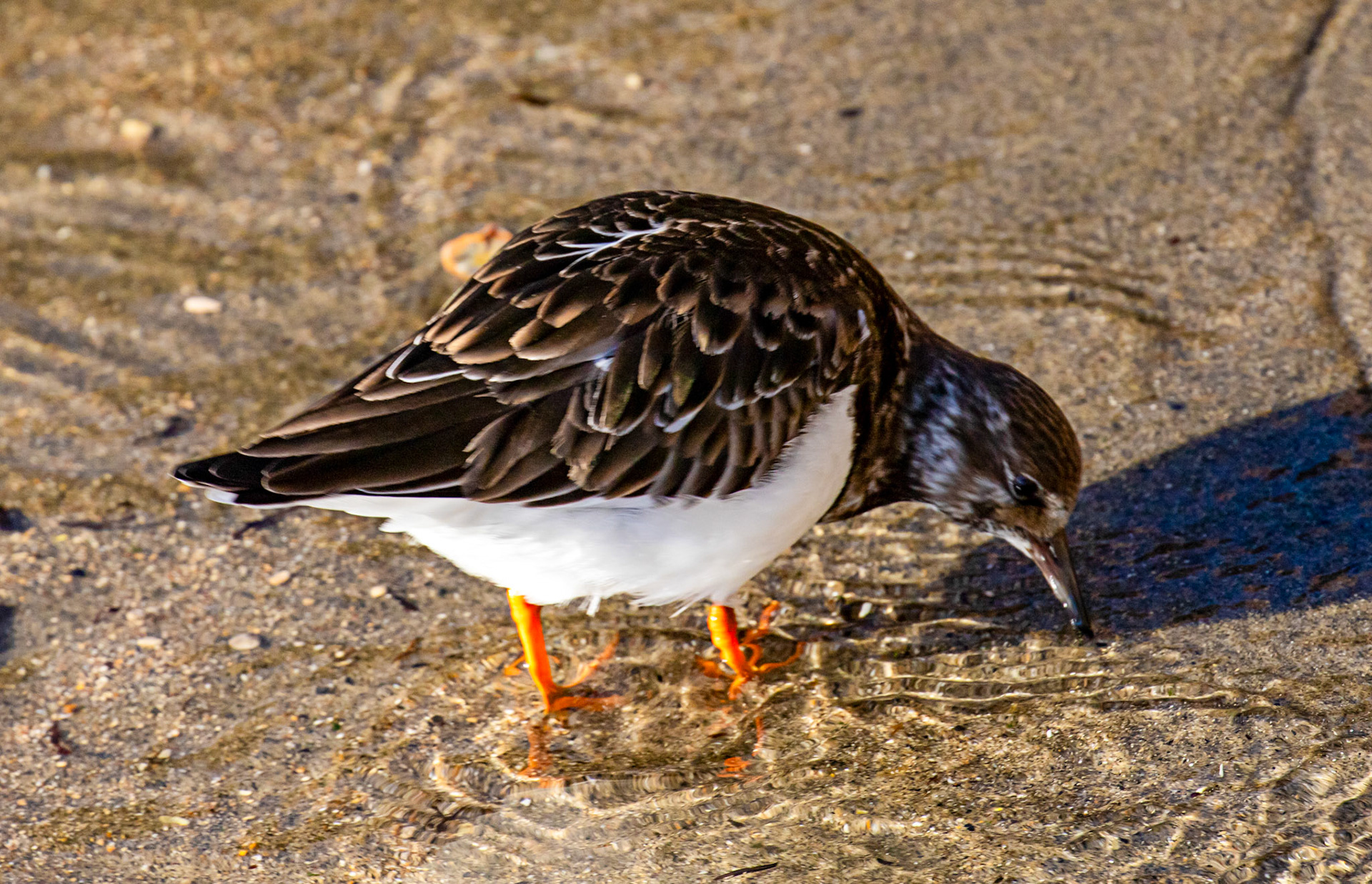 Turnstones at Titchfield Haven 02 January 2025