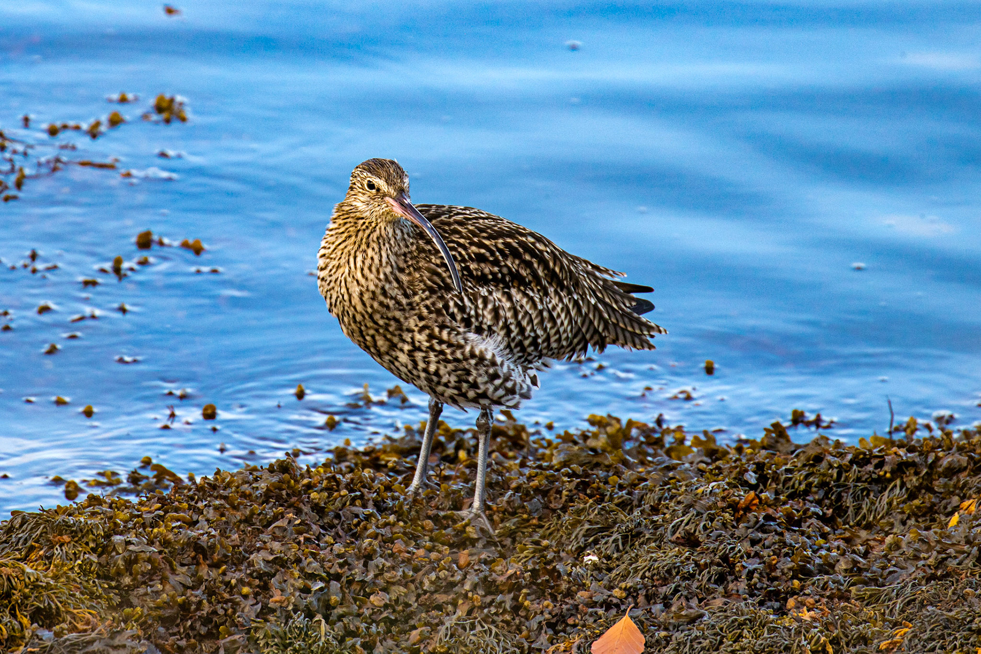 Curlew - South Queensferry 30 October 2024