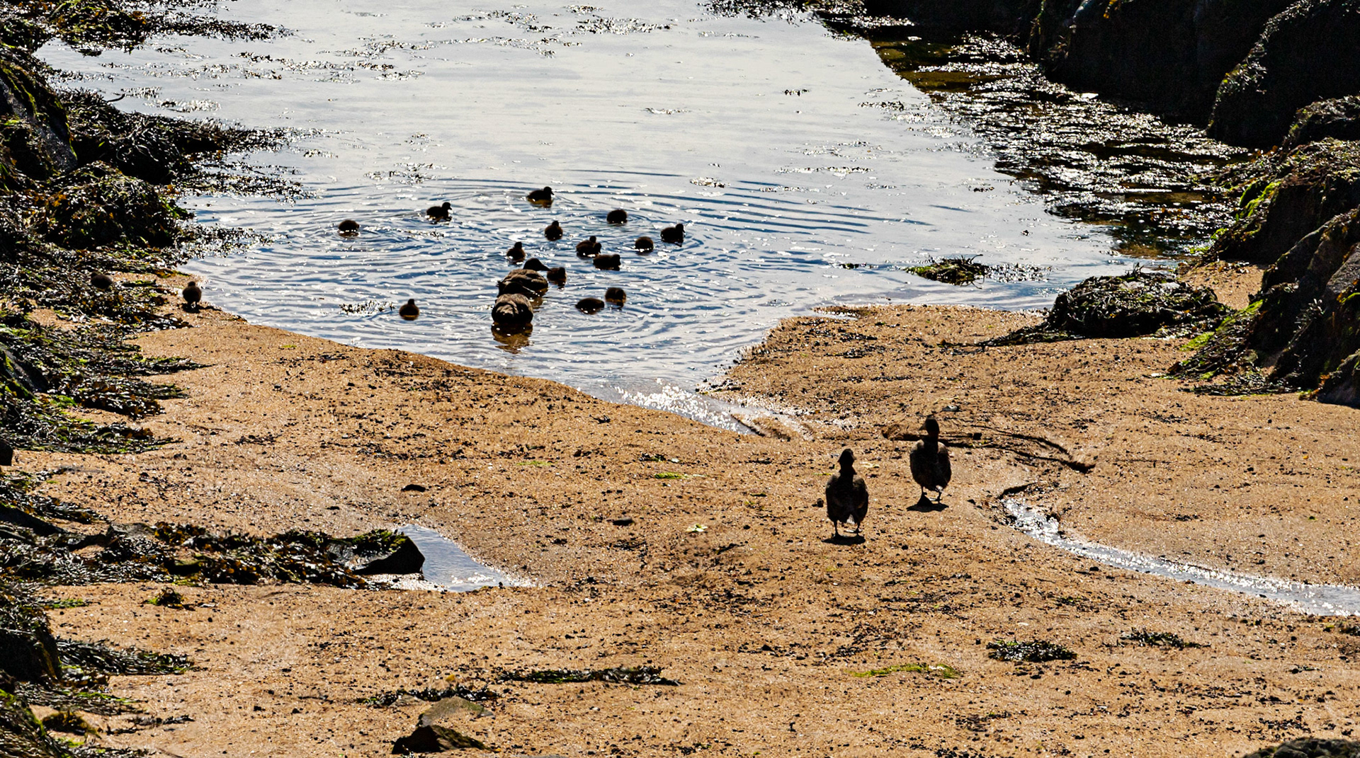 Isle of May - 04 June 2022