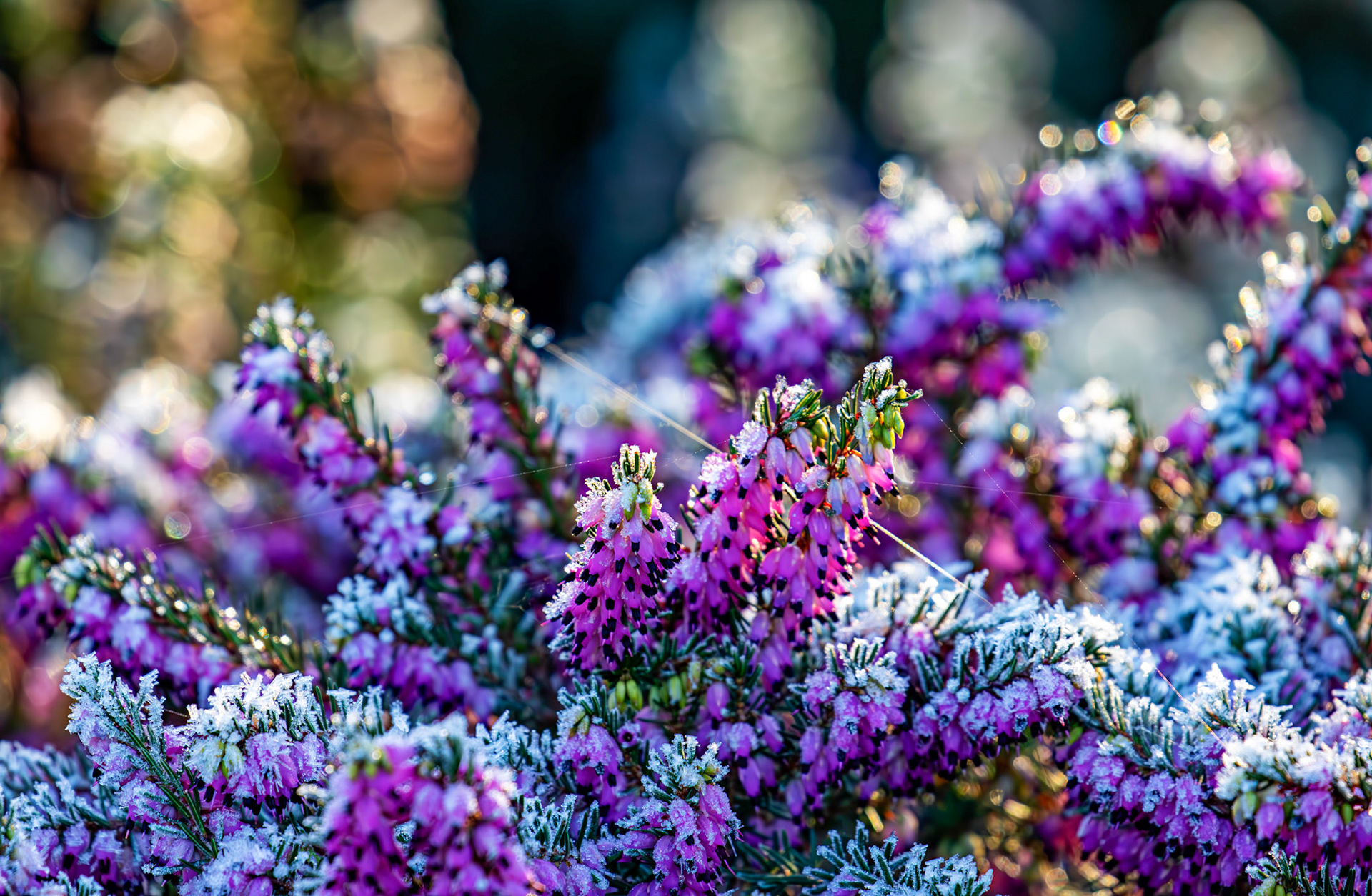 Riverside Heather Garden PERTH 30 December 2025