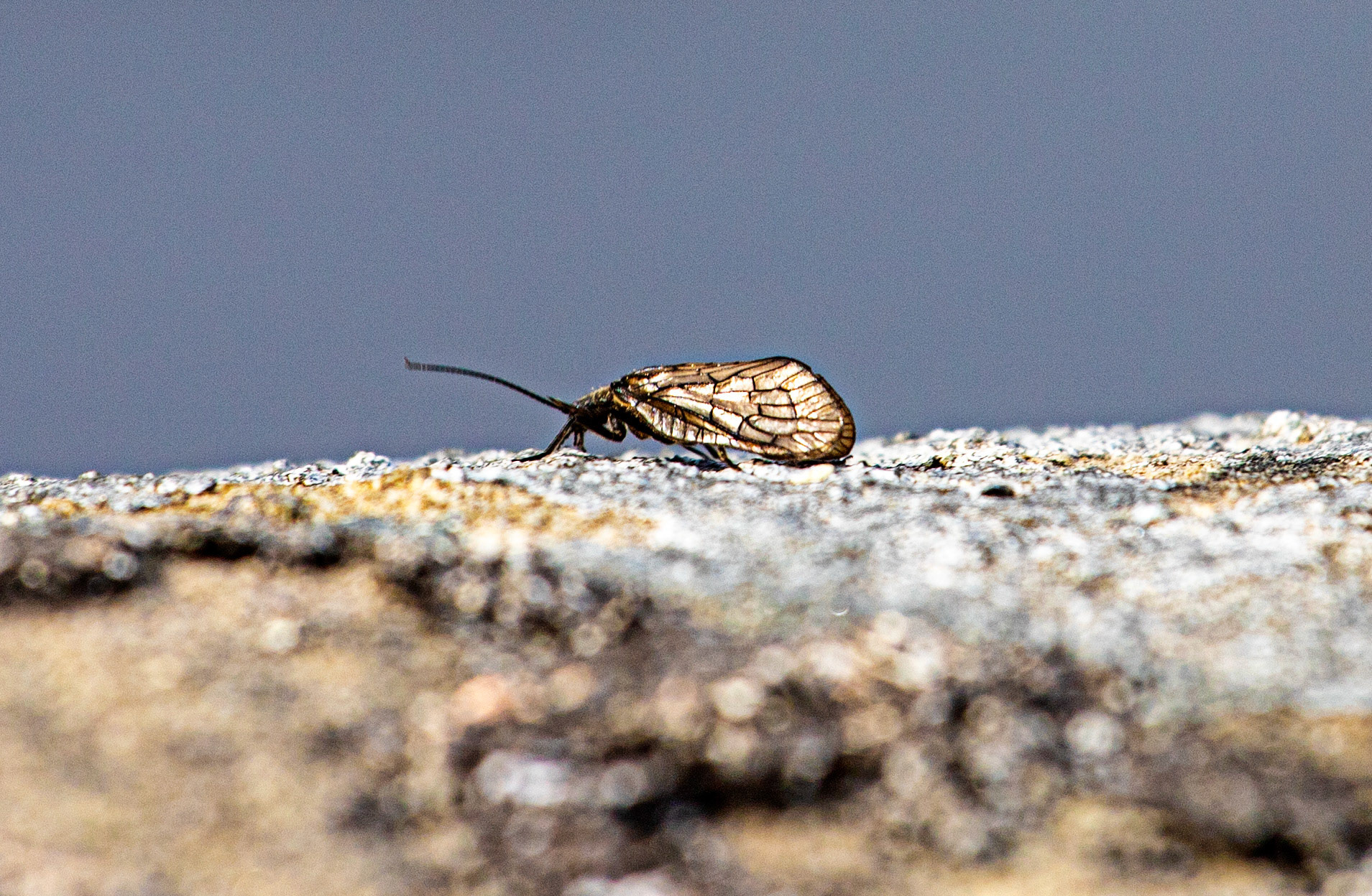 Insect at Harperrig 09 June 2021 Please see my other photos at JamesPDeans.co.uk