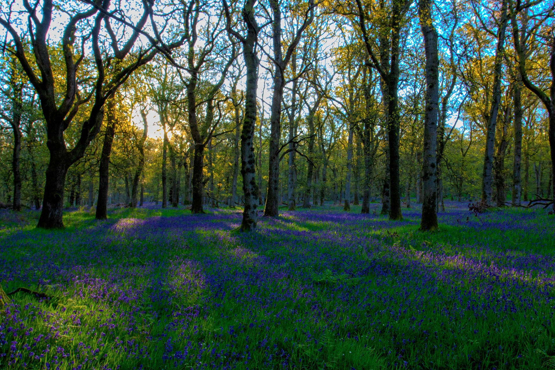 Kinclaven Bluebell Woods 16 May 2026