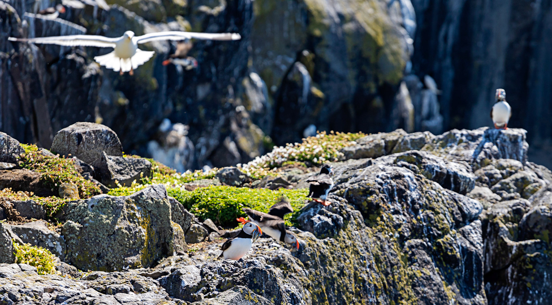 Puffin - Isle of May - 04 June 2022