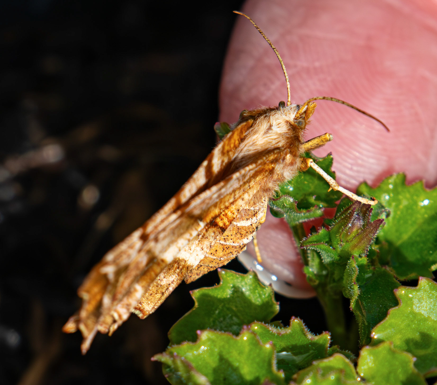 Early Thorn (Selenia dentaria) - Moth in Livingston, West Lothian 08 May 2026