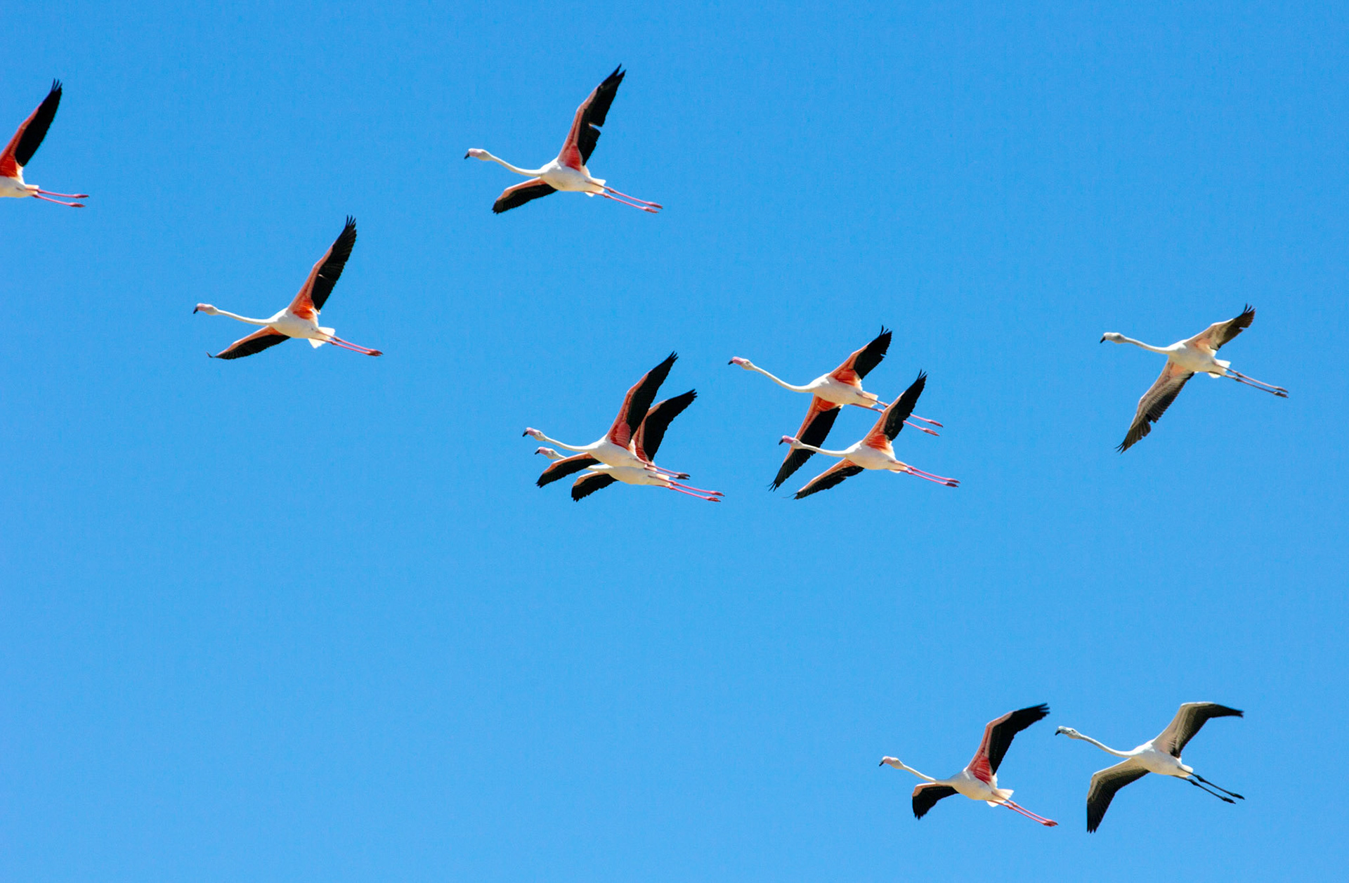 Greater Flamingos in Tavira. I saw greater numbers in Fuzeta and VRSA, but there was generally 6 - 13 birds in the Salt Pans at Tavira.  Please see my Photographs of BIRDS at: http://www.jamespdeans.co.uk/p335071268