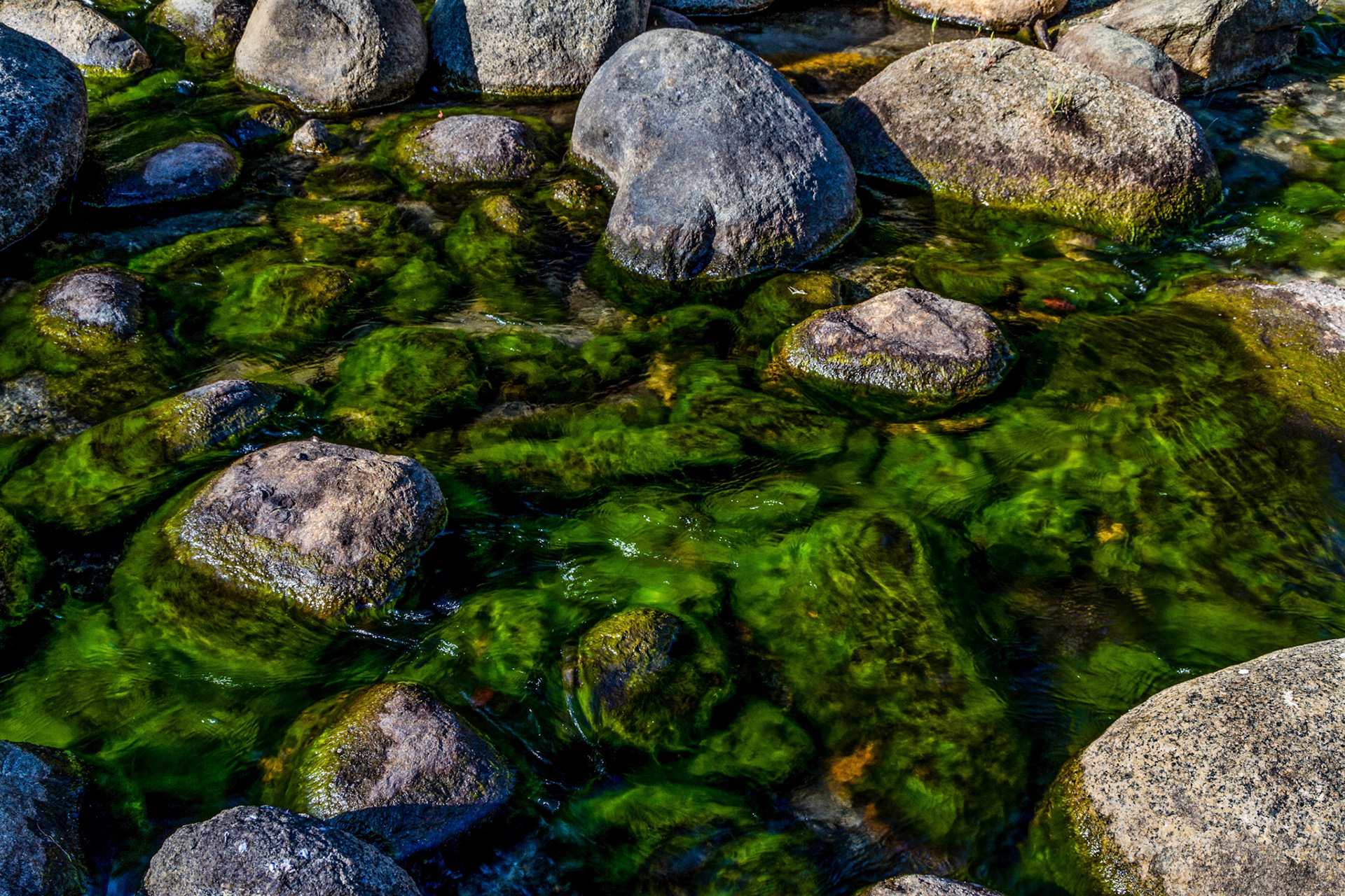 Rocks and Moss, Three Rivers, CA