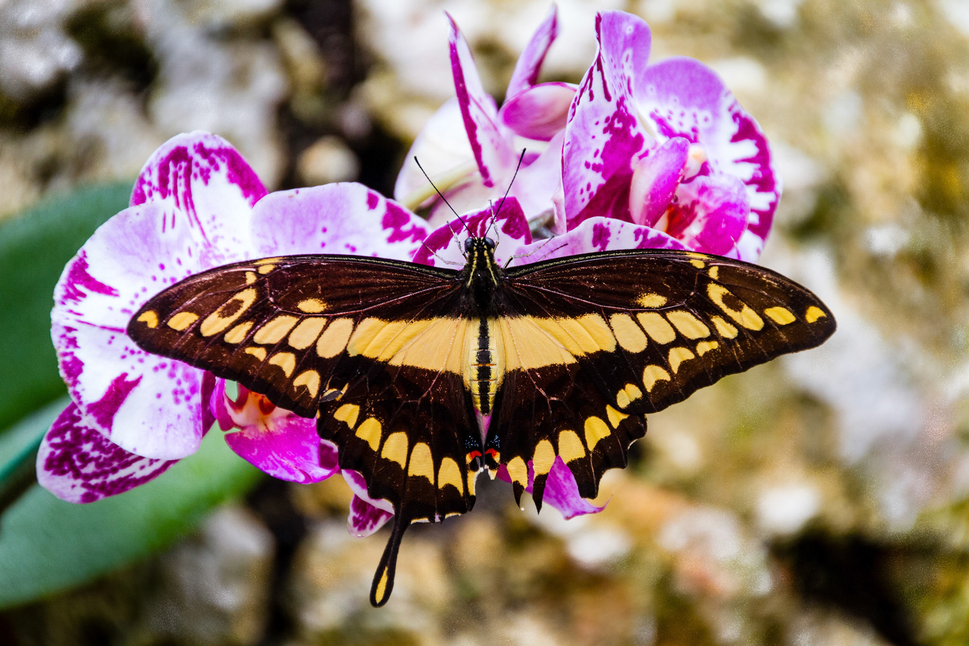 Yellow-Black Butterfly-Orchid, Fairchild Gardens, FL