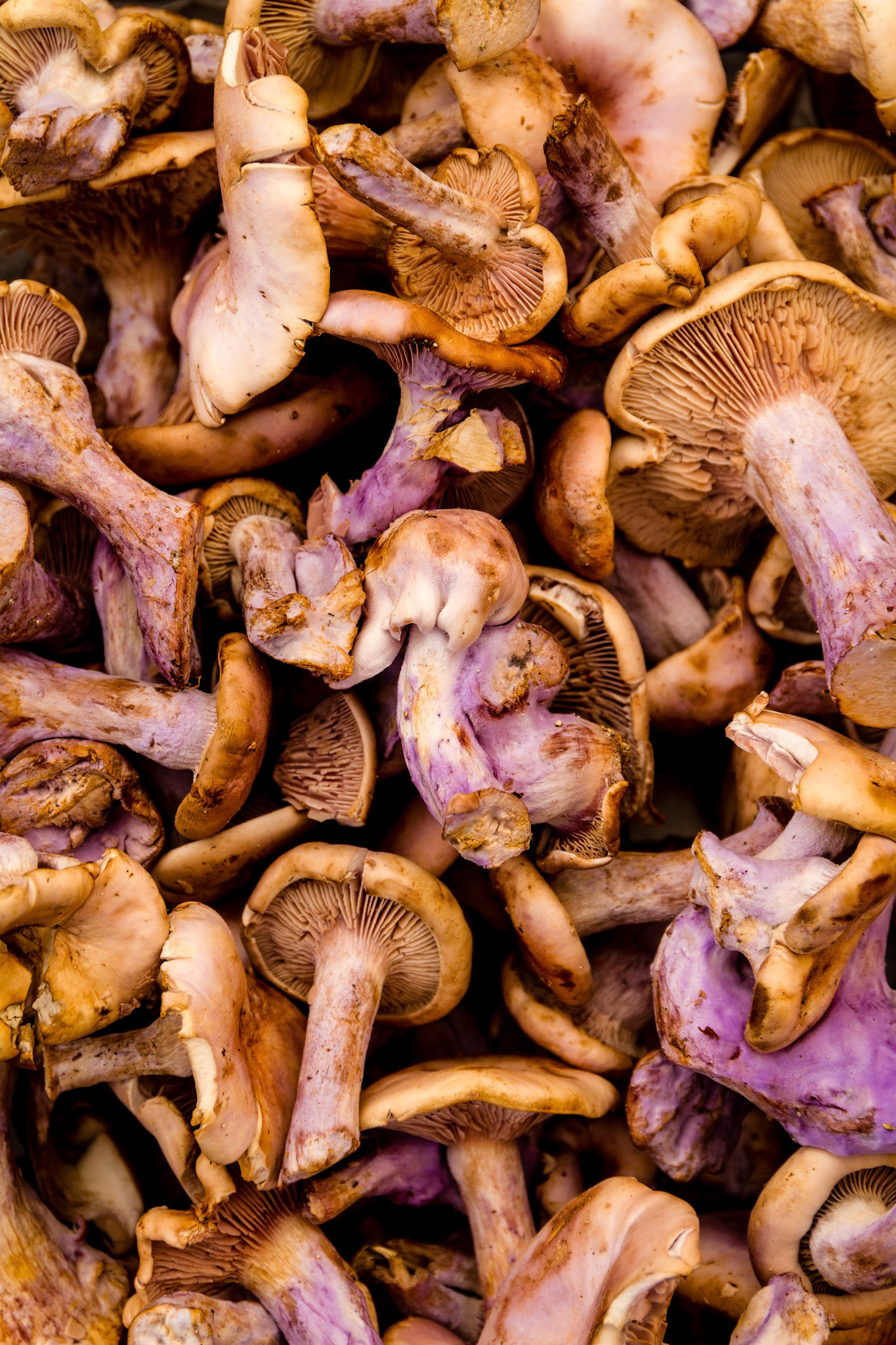 mushrooms, california, farmer's market, food
