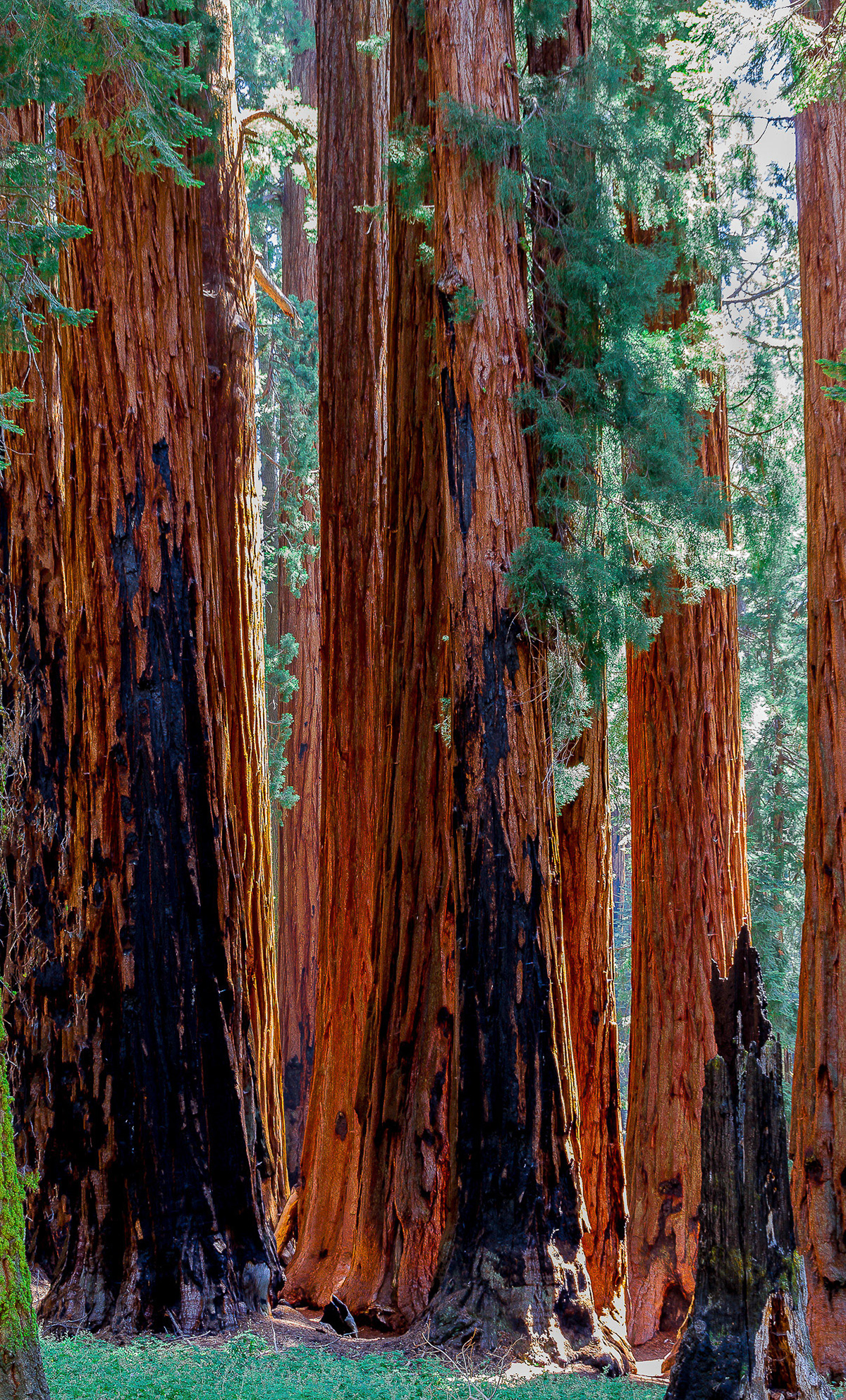 House Group, Sequoia, CA