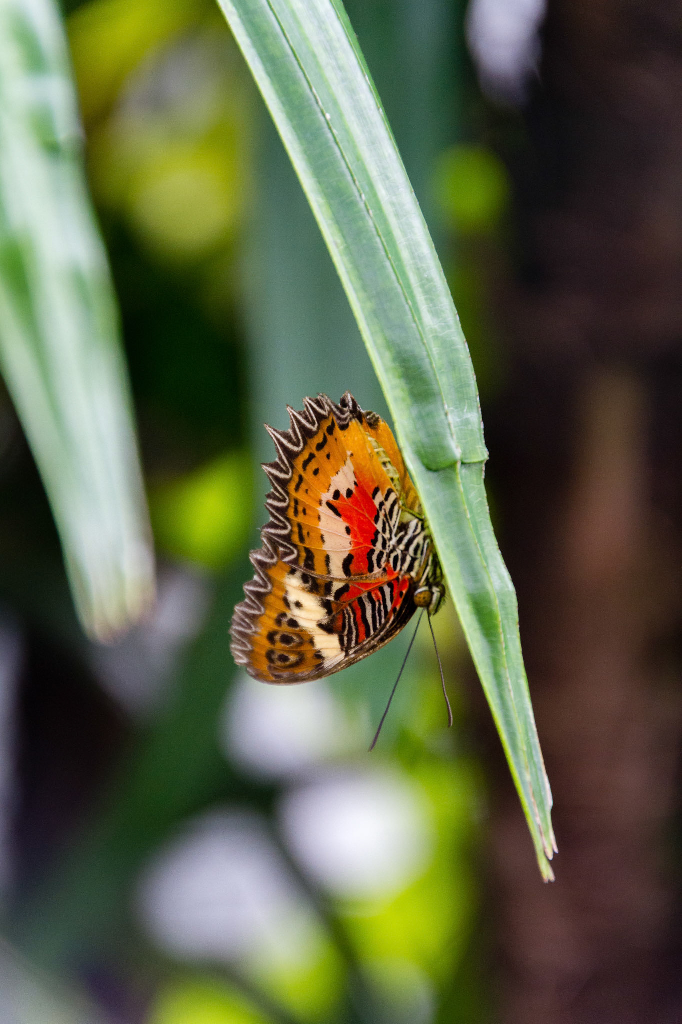 Little Orange-Yellow Butterfly, Fairchild Gardens, FL
