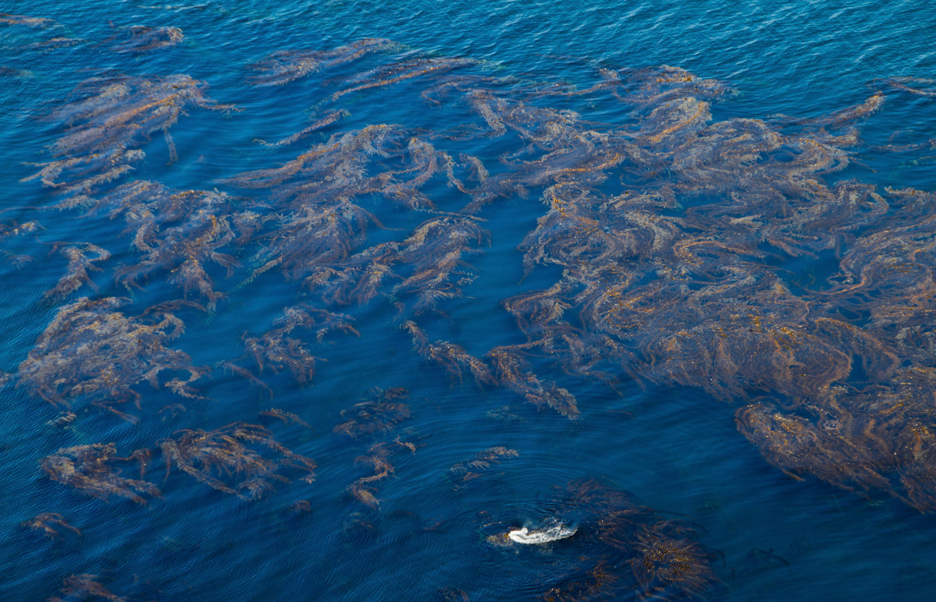 Kelp, Santa Cruz Is., CA