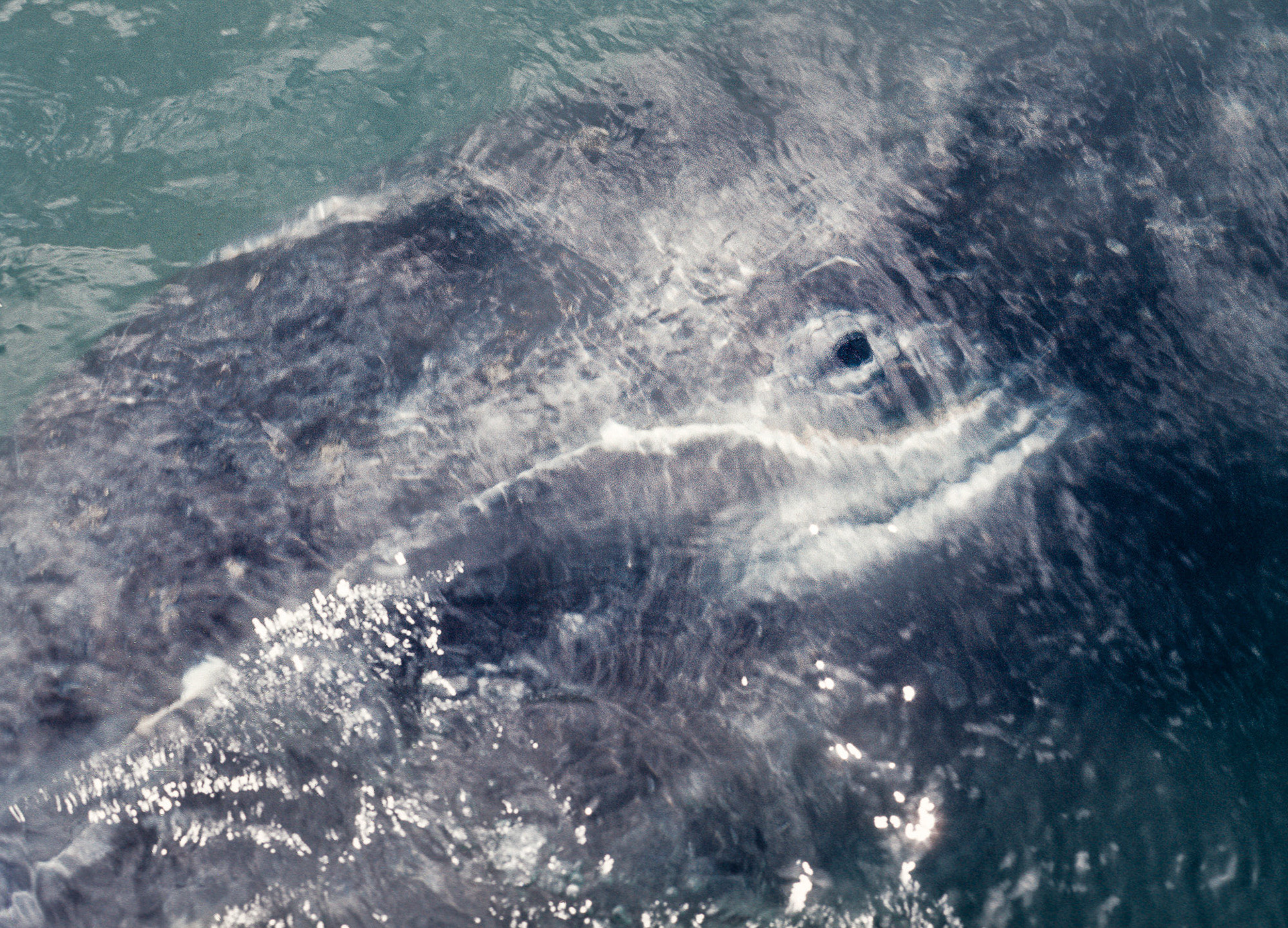 Gray Whale Calf, Baja, Mexico