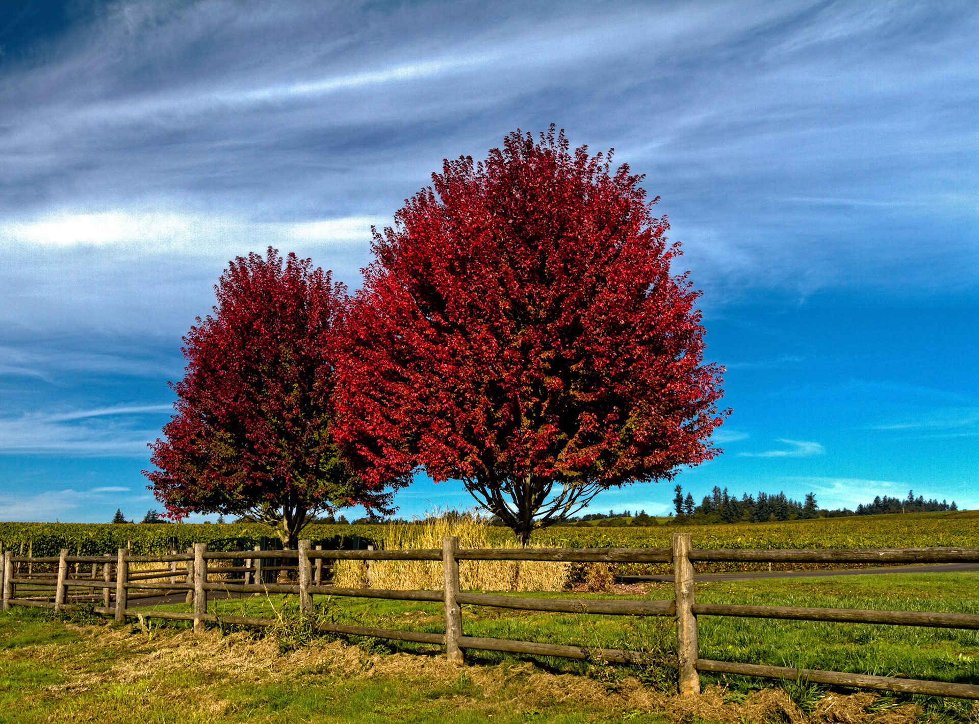 Red-Green-Blue, Dundee, OR