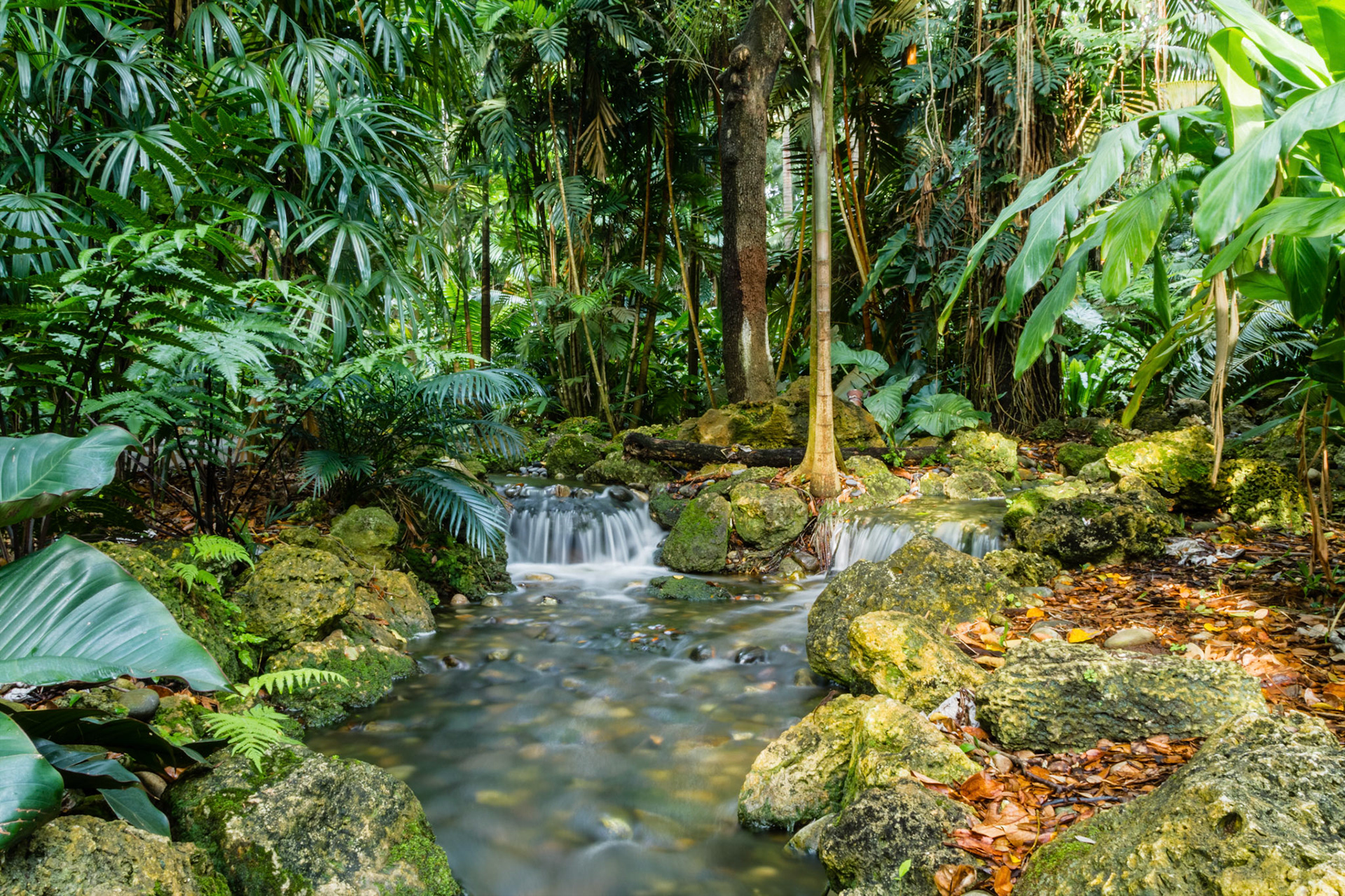 Fairchild Garden Stream, Miami, FL
