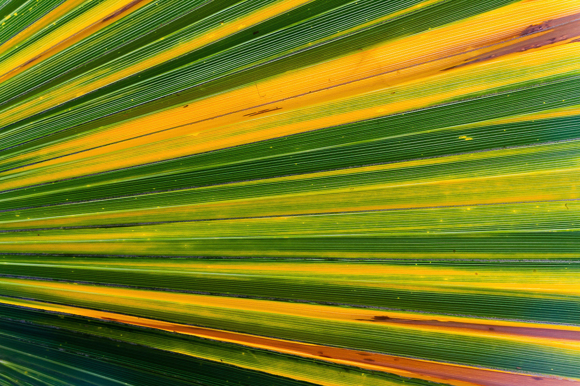 Palm Frond 