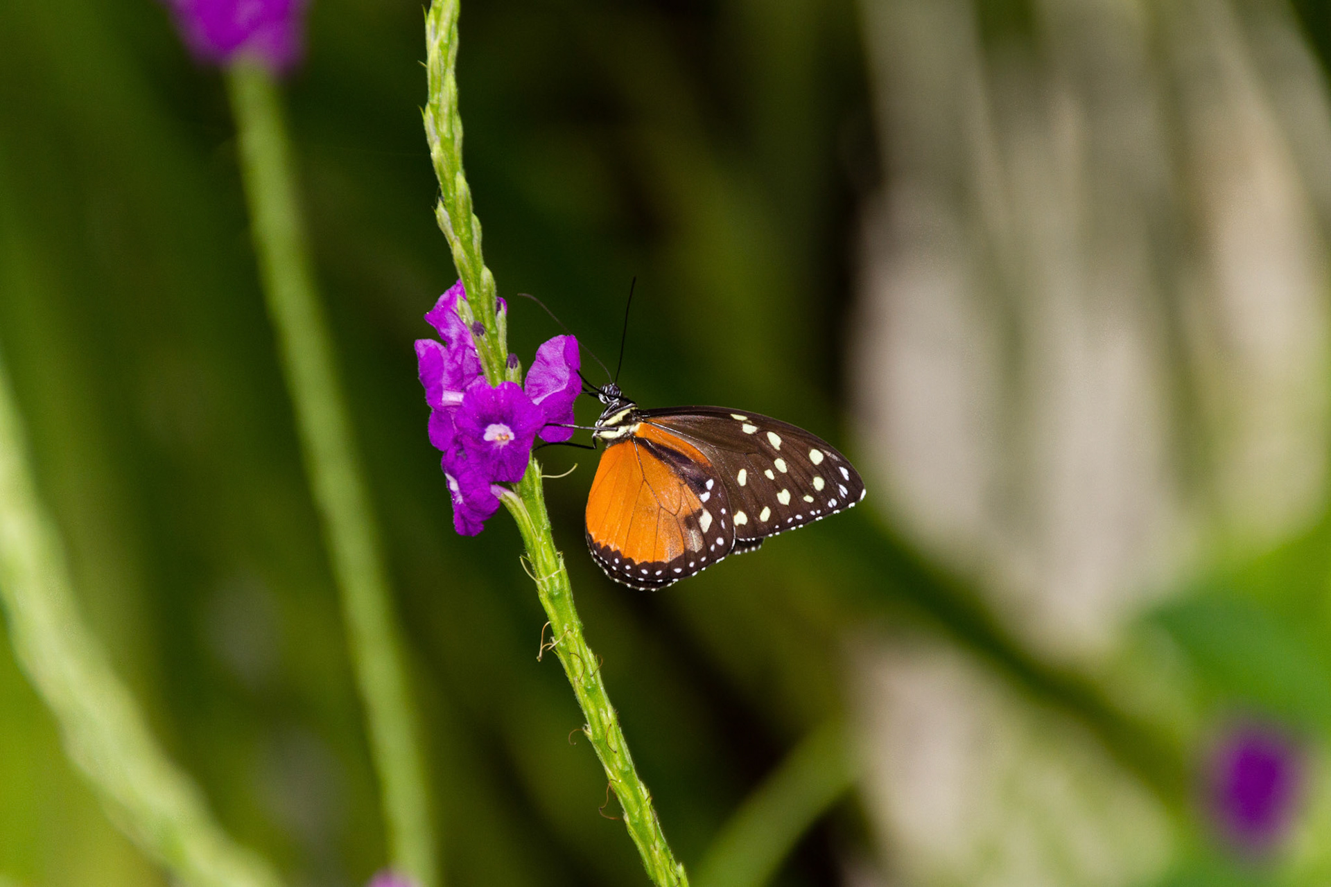Orange Wing Butterfly and Flower, Fairchild Gardens, FL