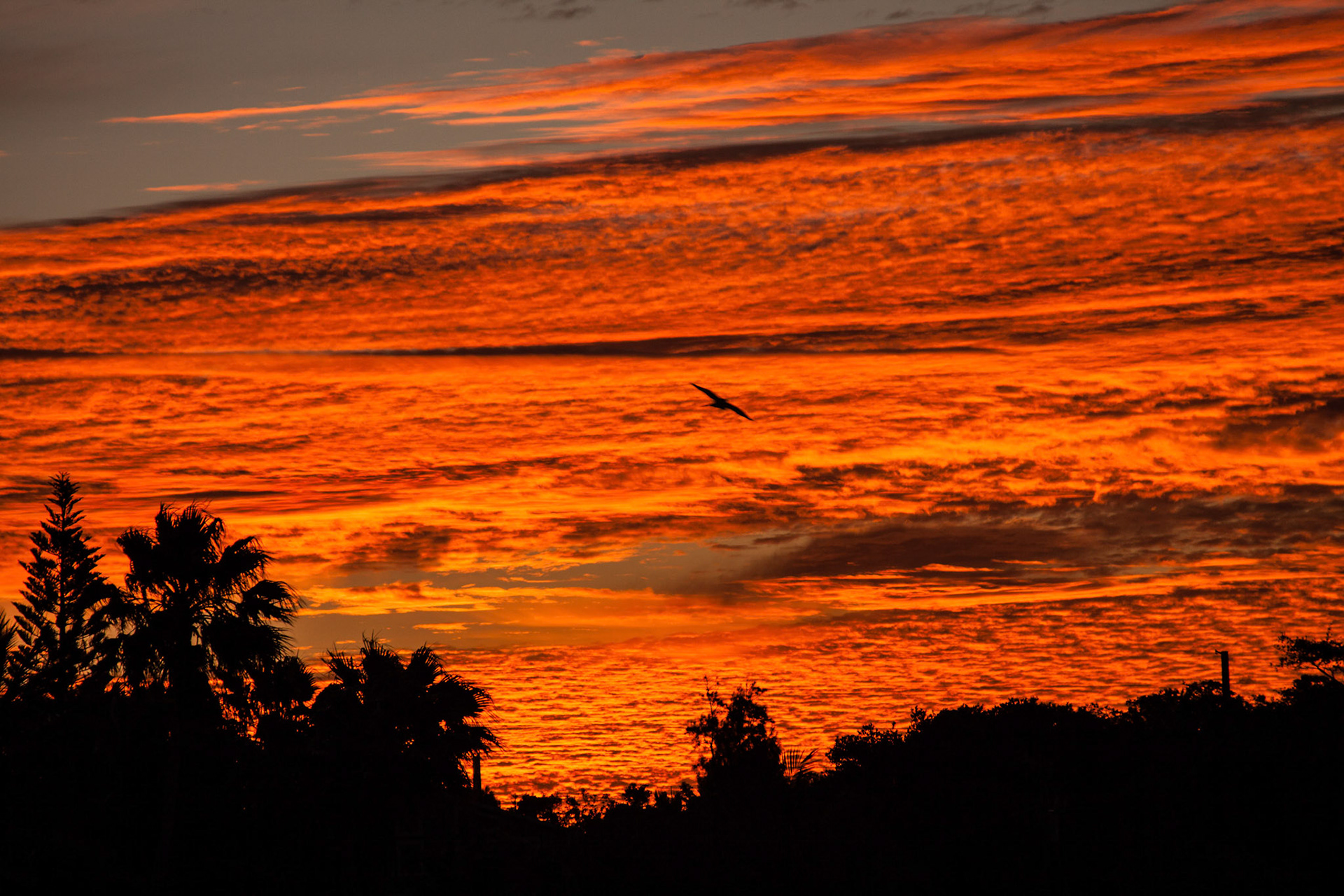 Bird in Orange Sunset