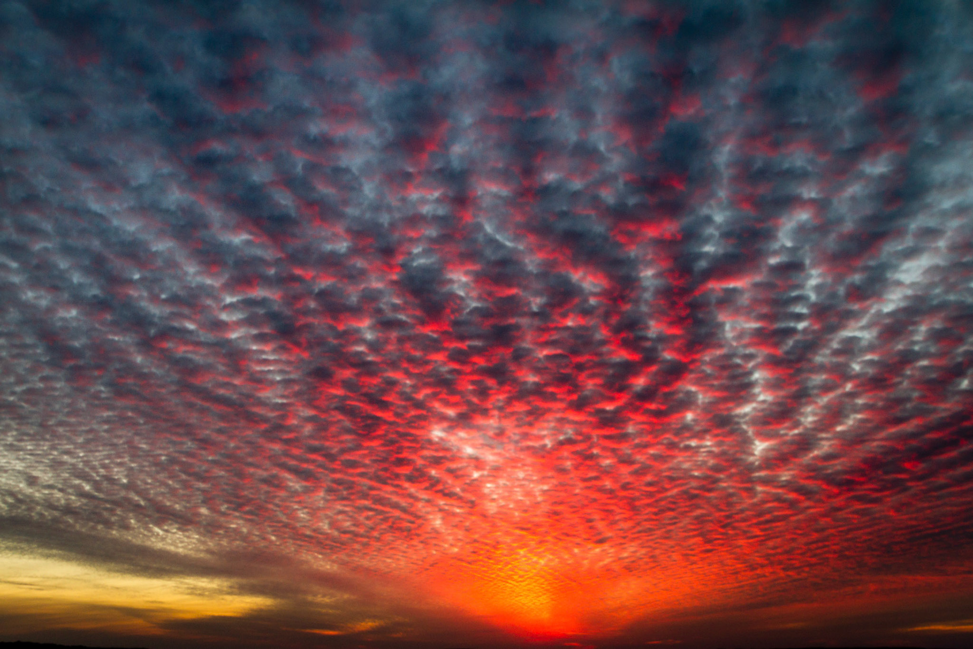 Red Tentacles Sunset