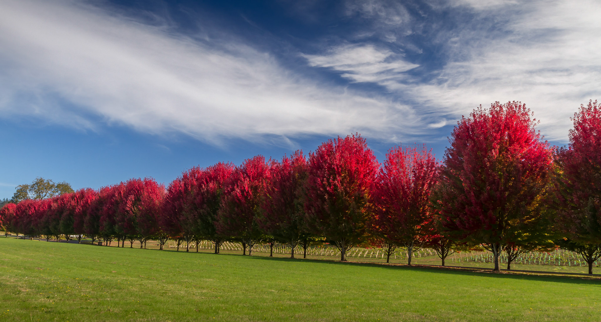 Red Tree Necklace, Dundee, OR