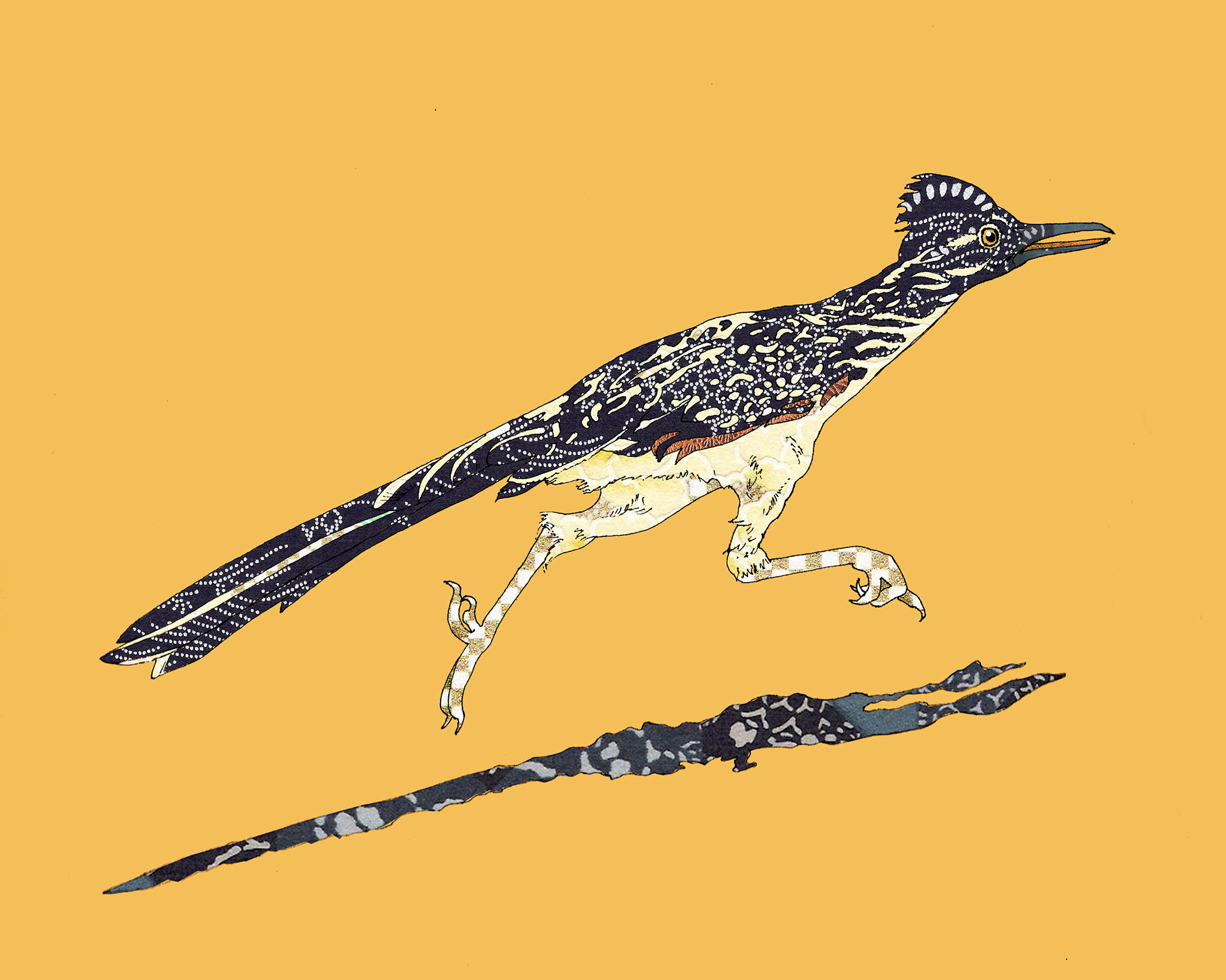 Greater Roadrunner