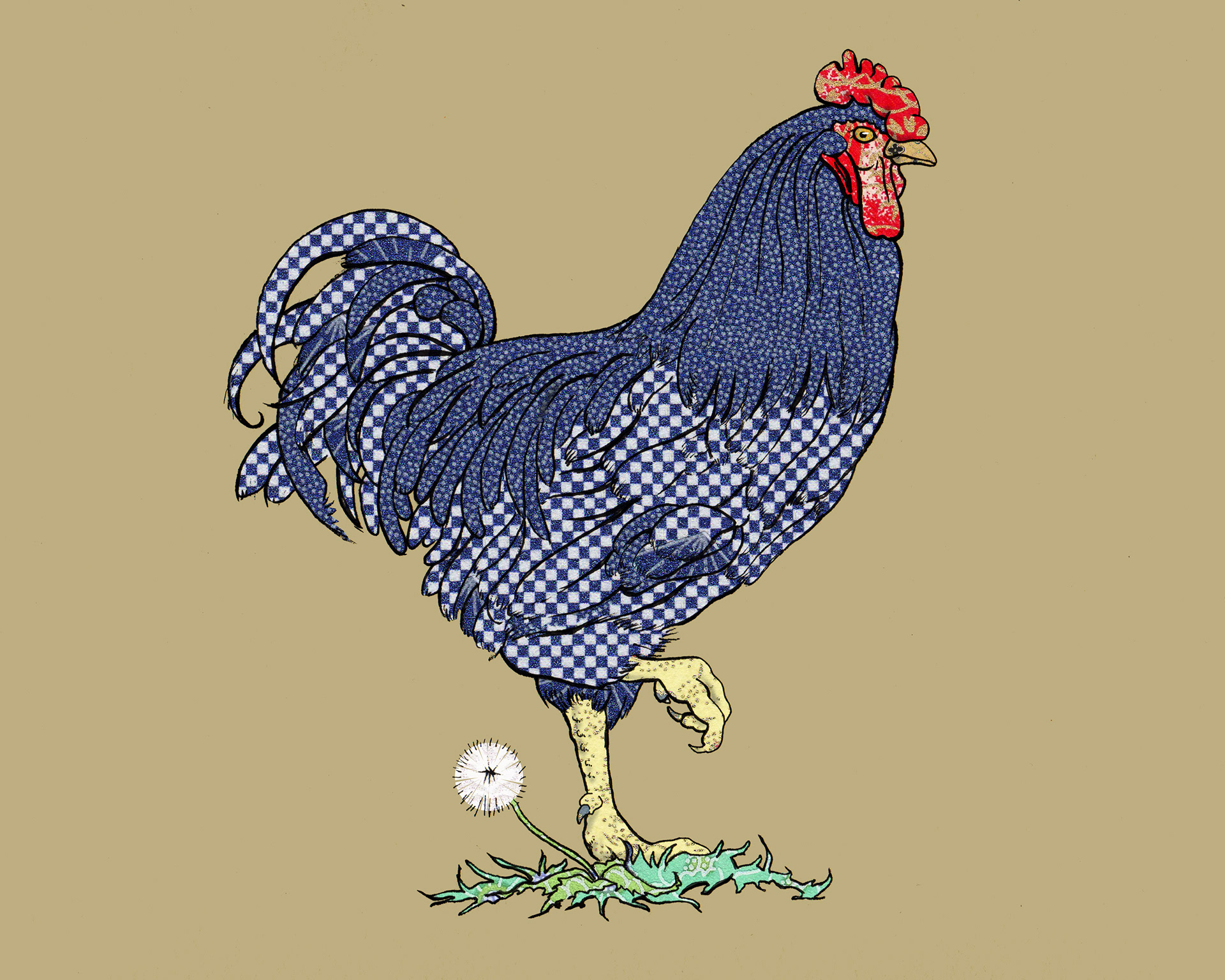 Barred Plymouth Rock Rooster