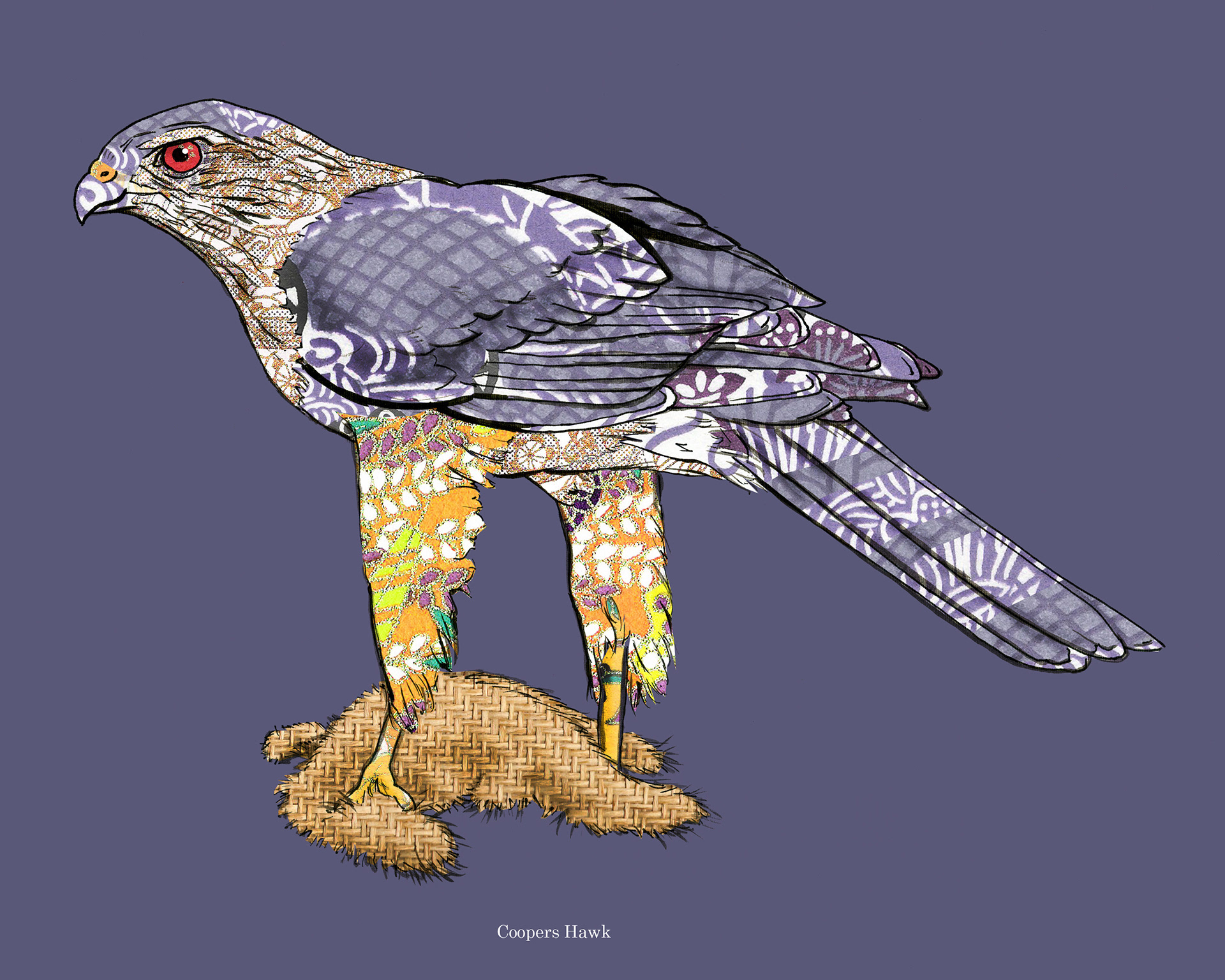Cooper's Hawk