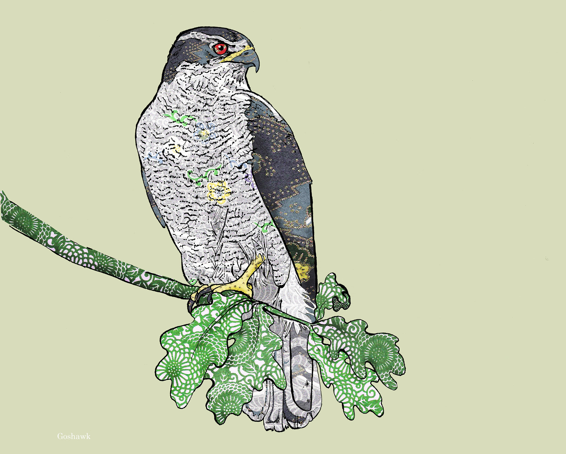 Goshawk