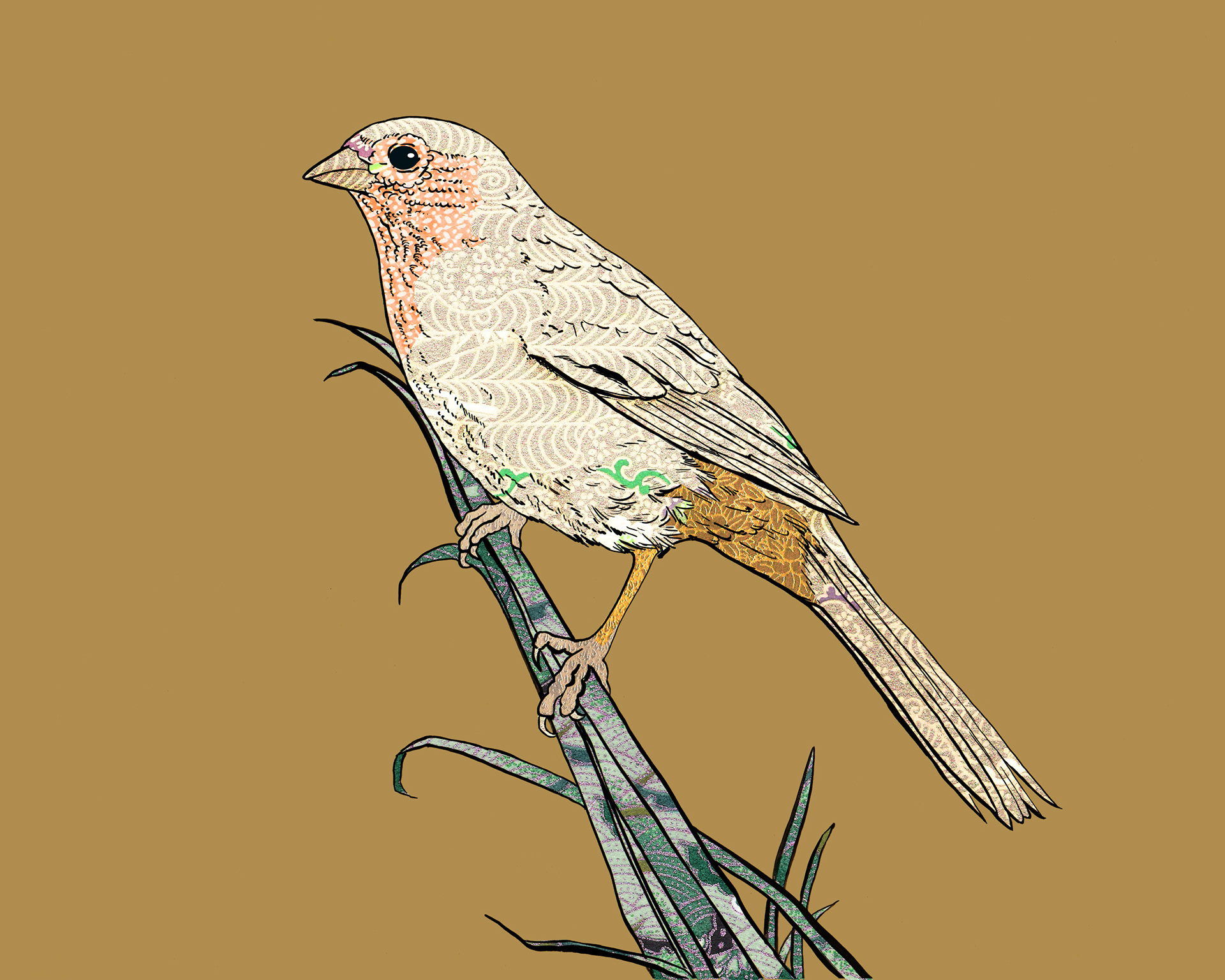 Inyo California Towhee