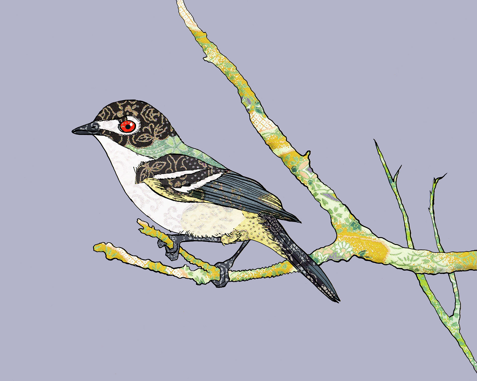 Black Capped Vireo