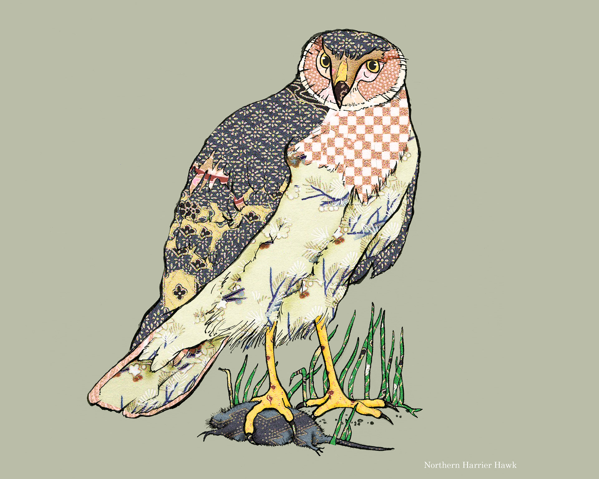 Northern Harrier Hawk