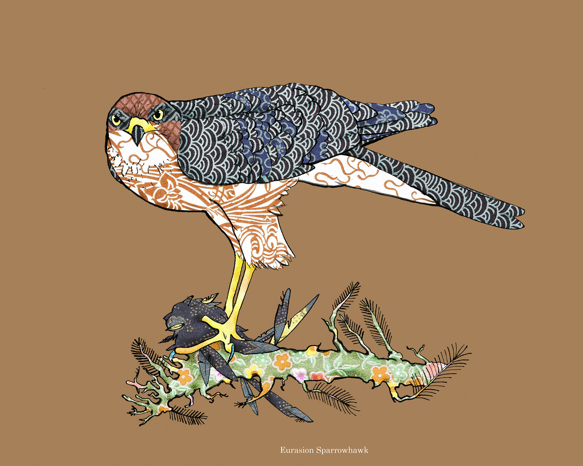 Eurasian Sparrowhawk