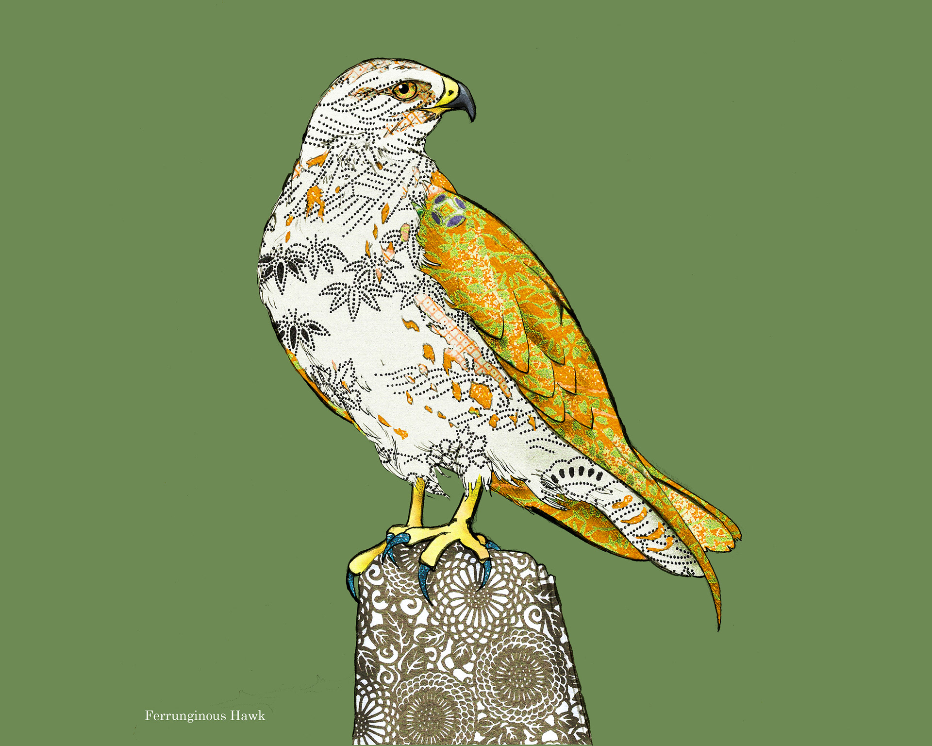 Ferrunginous Hawk