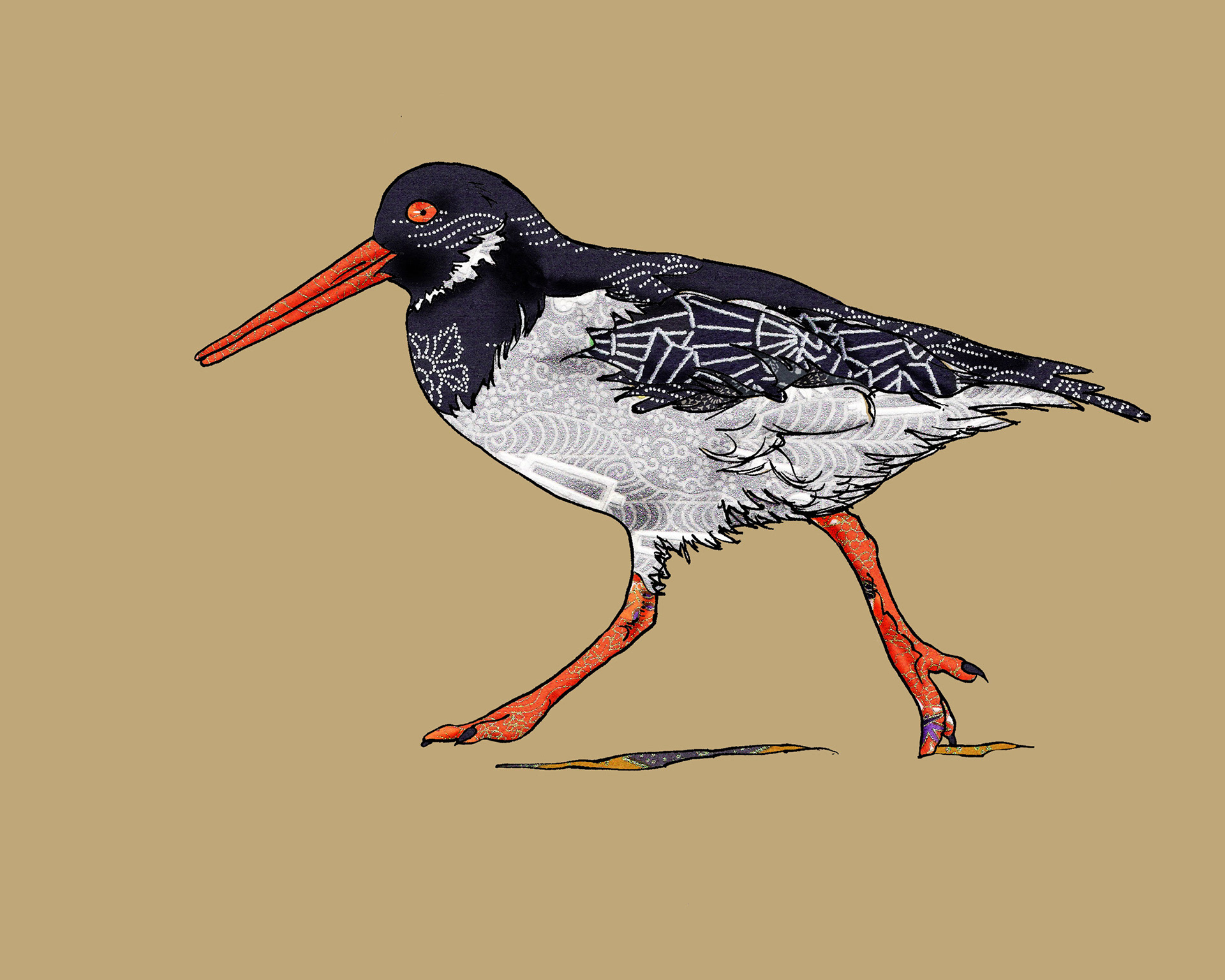 Oystercatcher