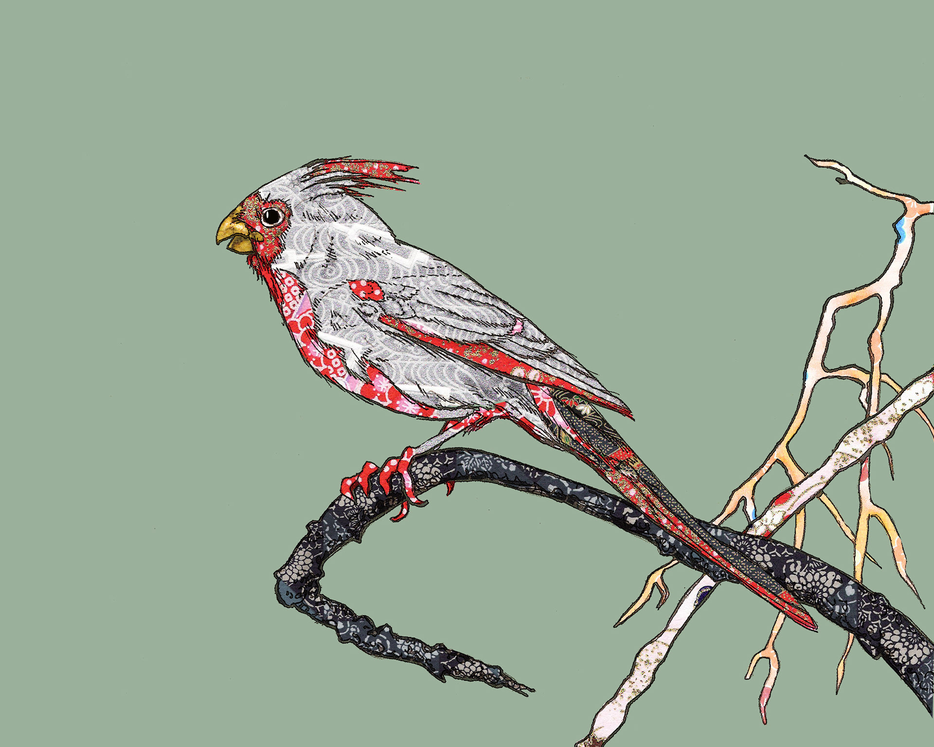 Pyrrhuloxia