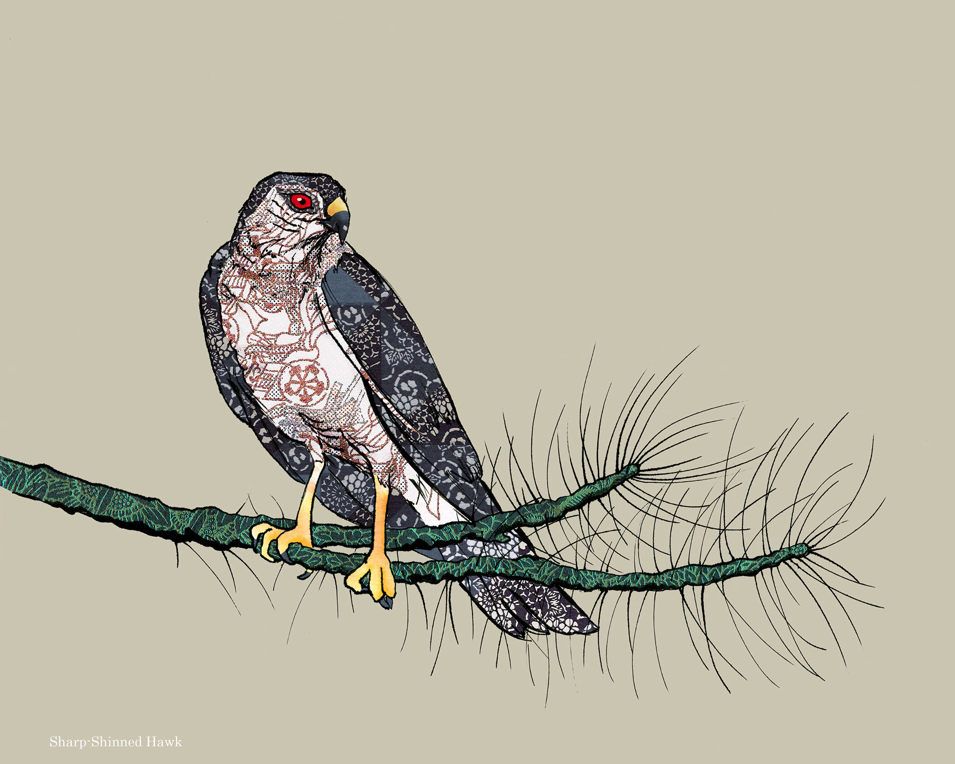 Sharp-Shinned Hawk