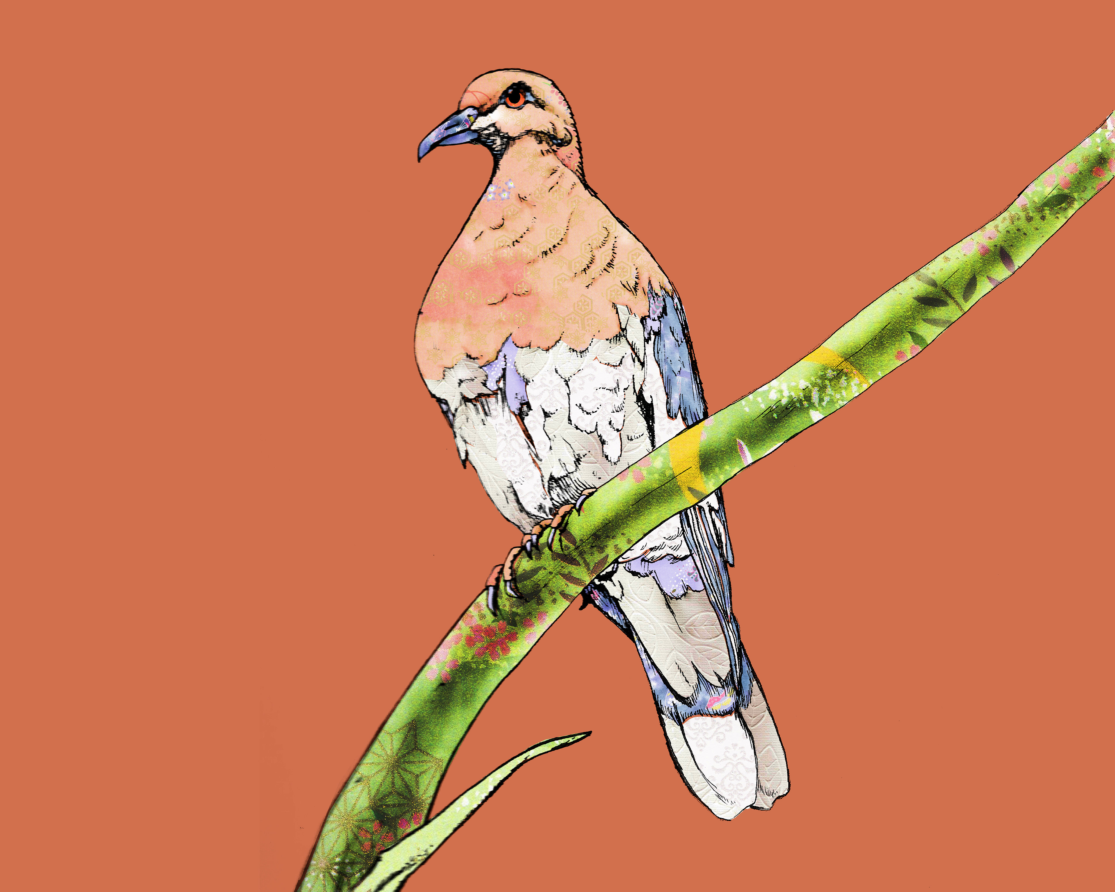 White Wing Dove Red Rock