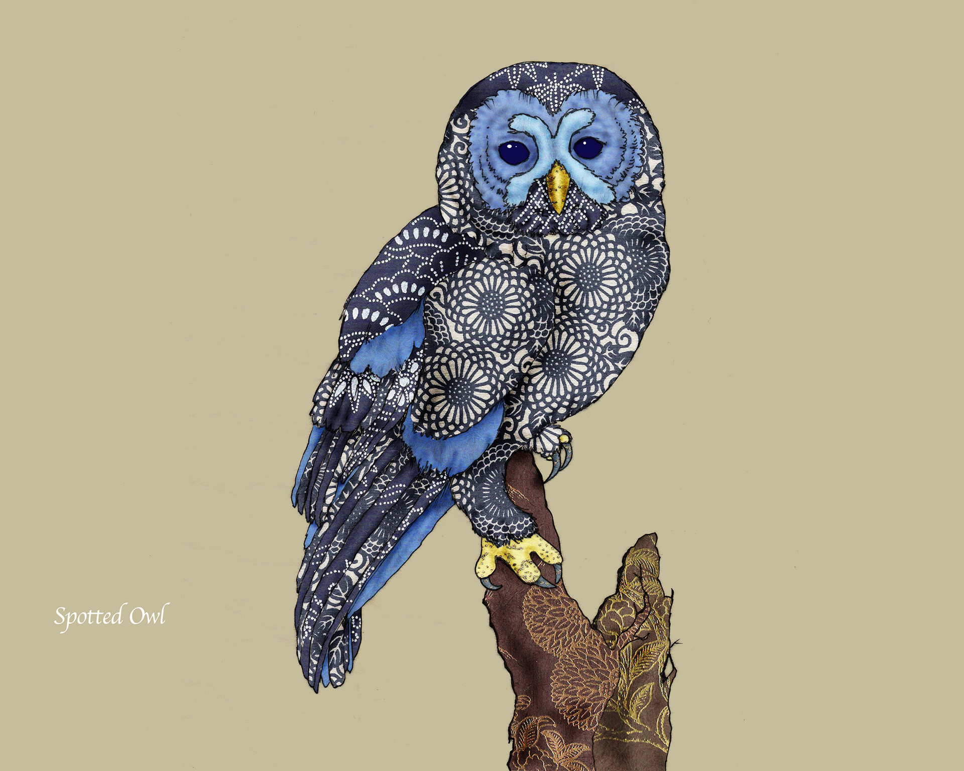 Spotted Owl