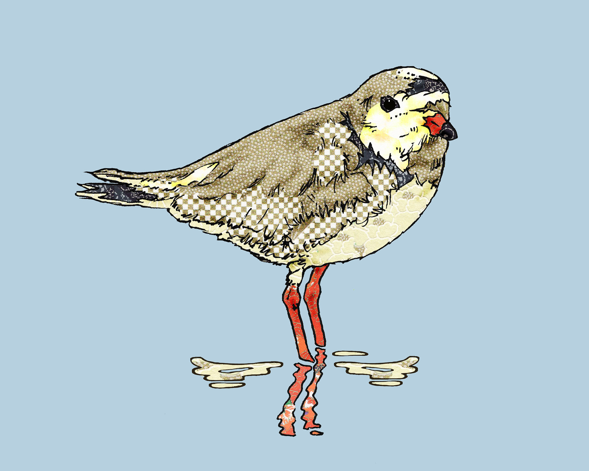 Piping Plover