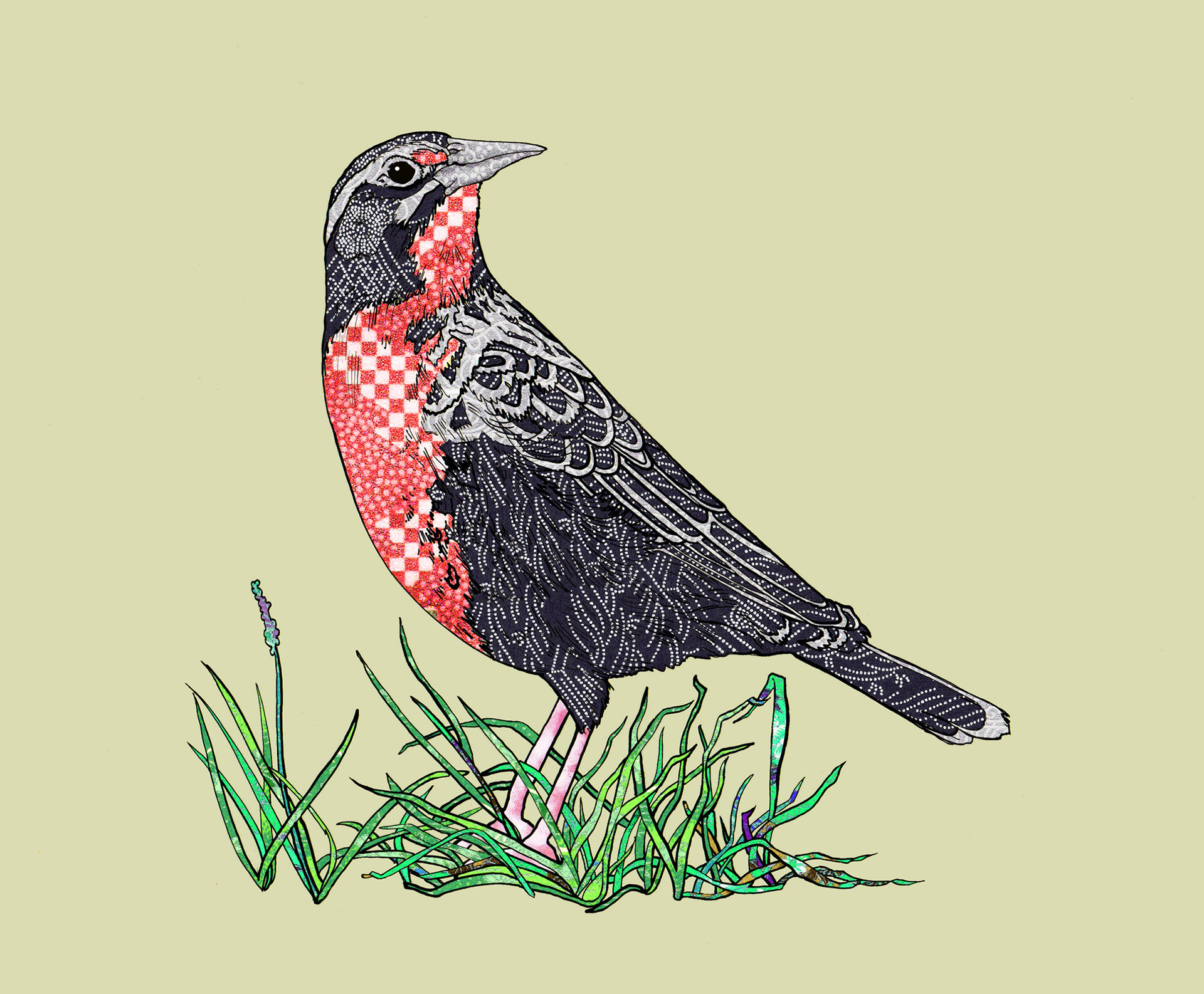 Pampas Meadowlark