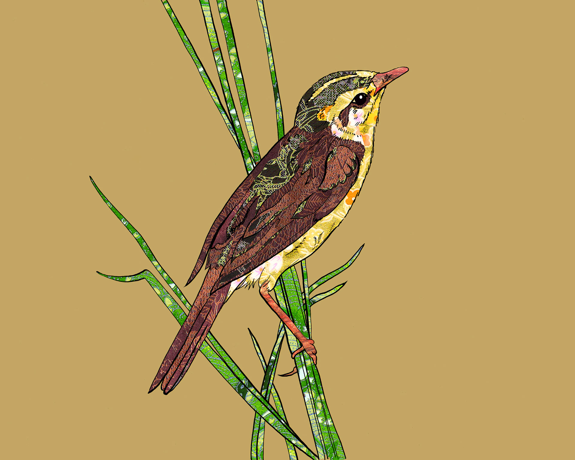Aquatic Warbler