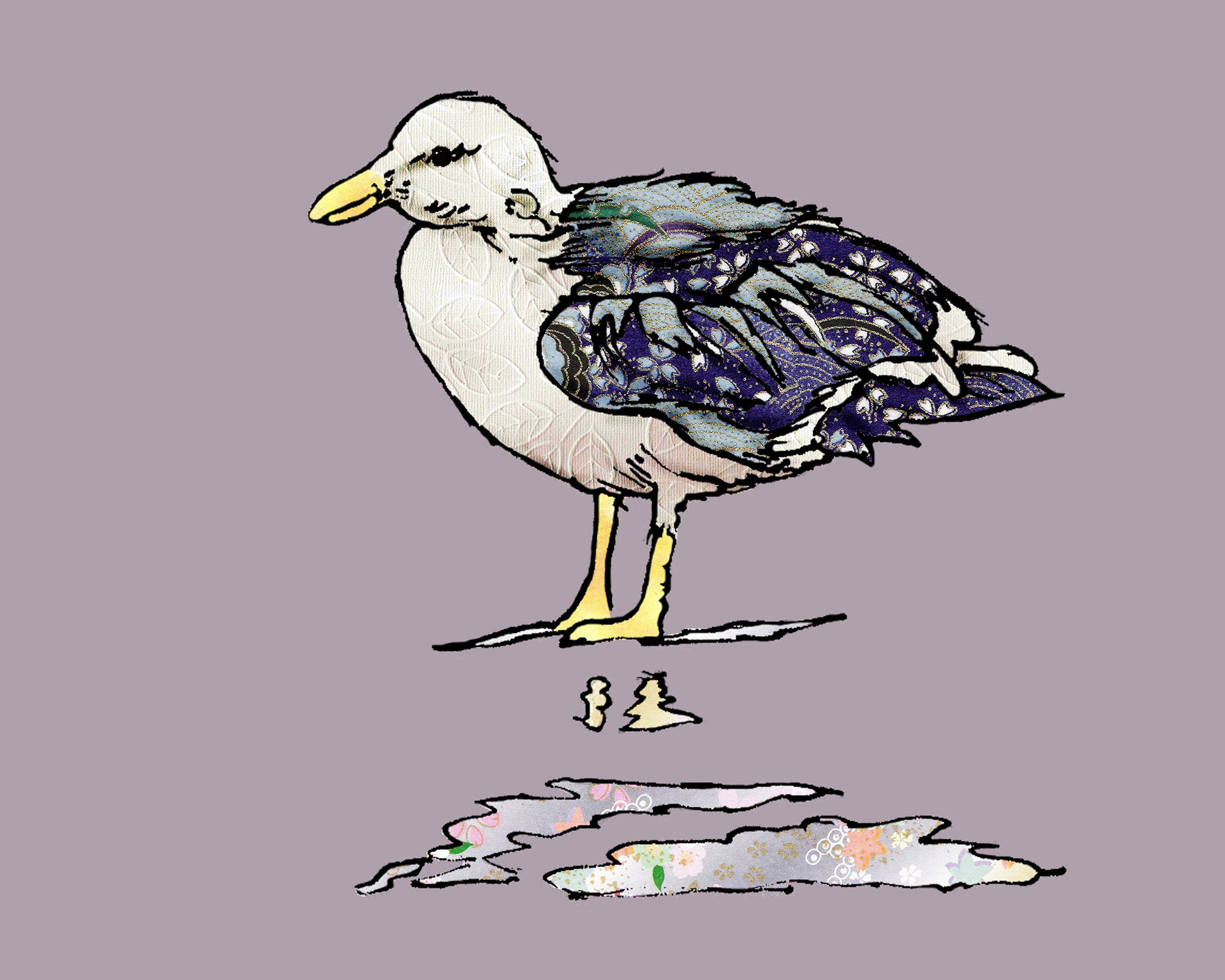 Western Gull