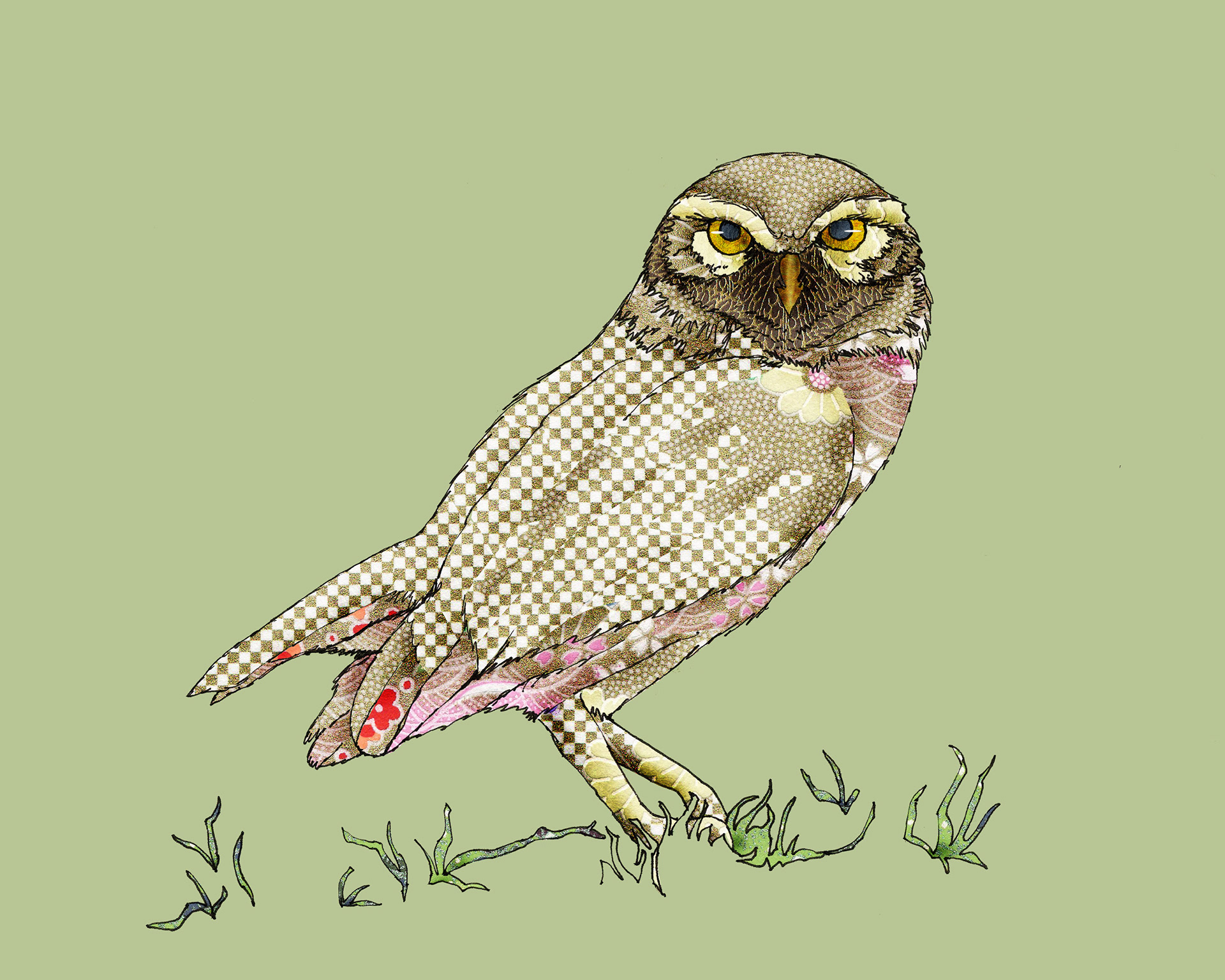 Burrowing Owl