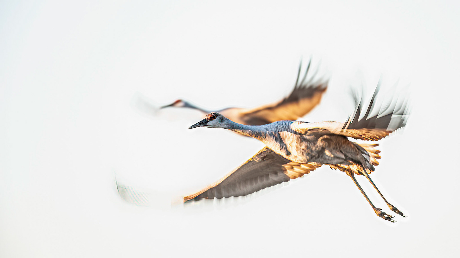 Kanadakraniche im Flug