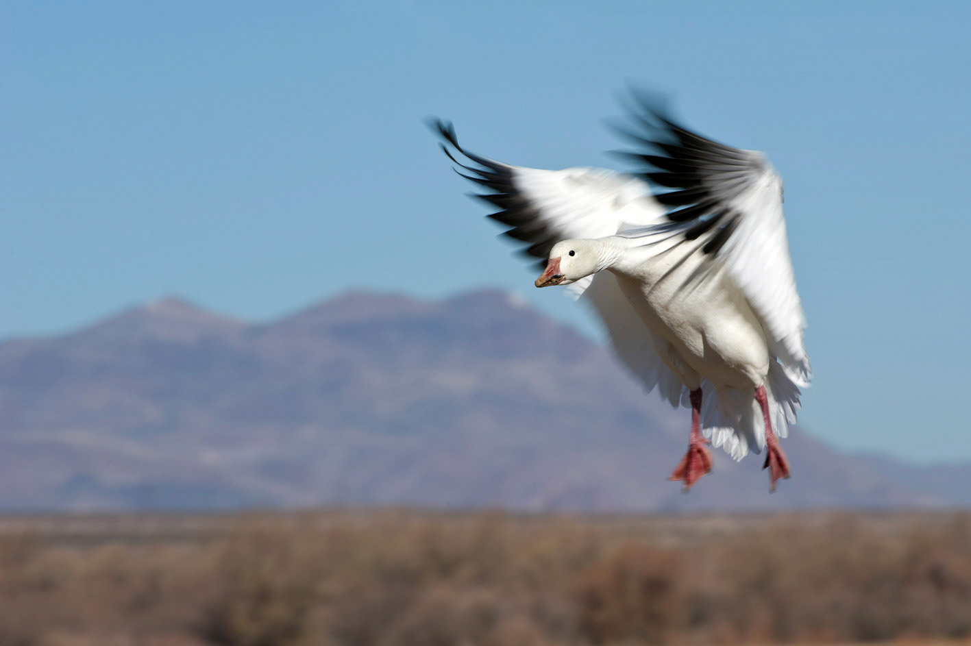 Schneegans setzt zur Landung an