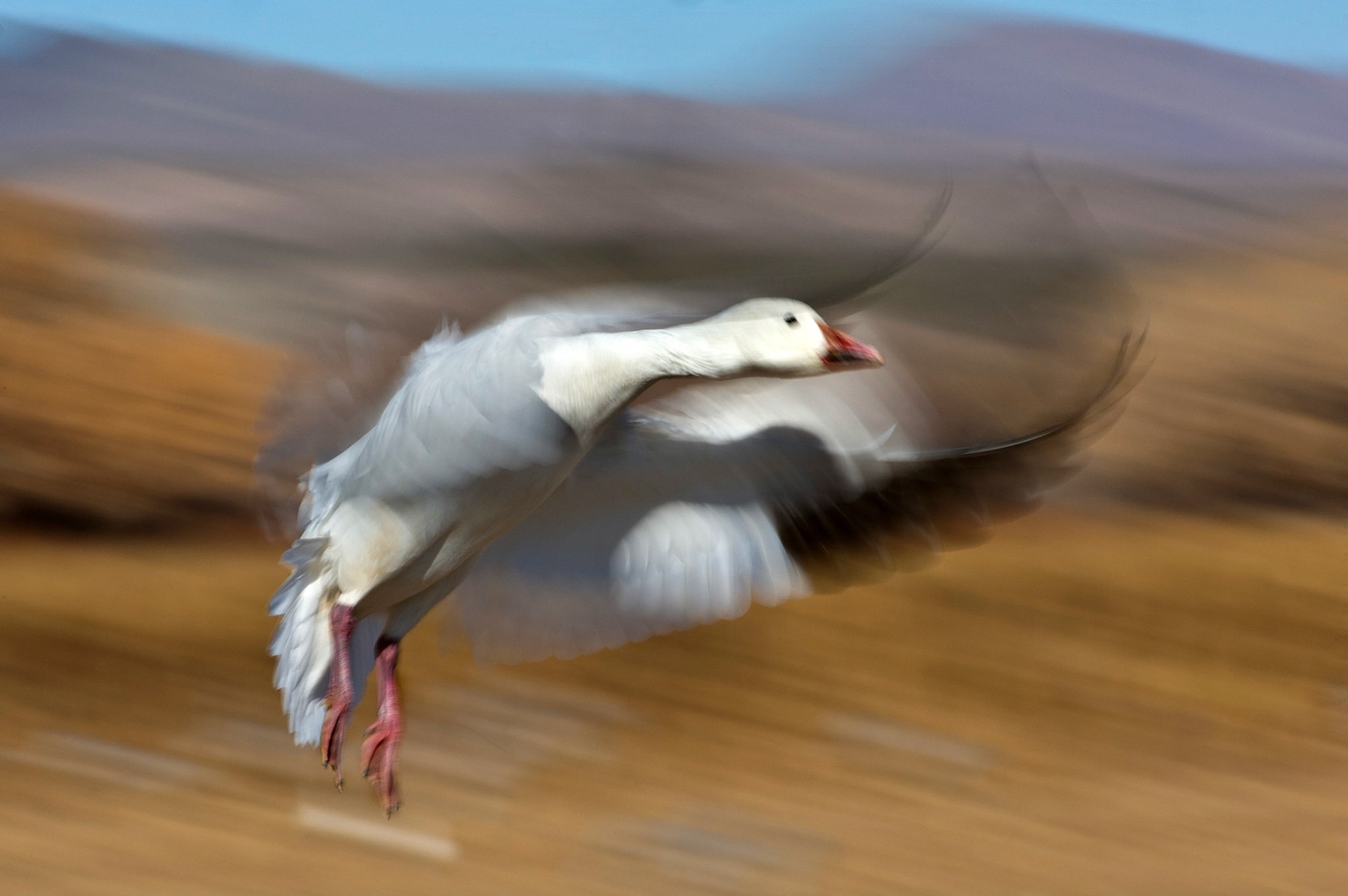 arktische Schneegans